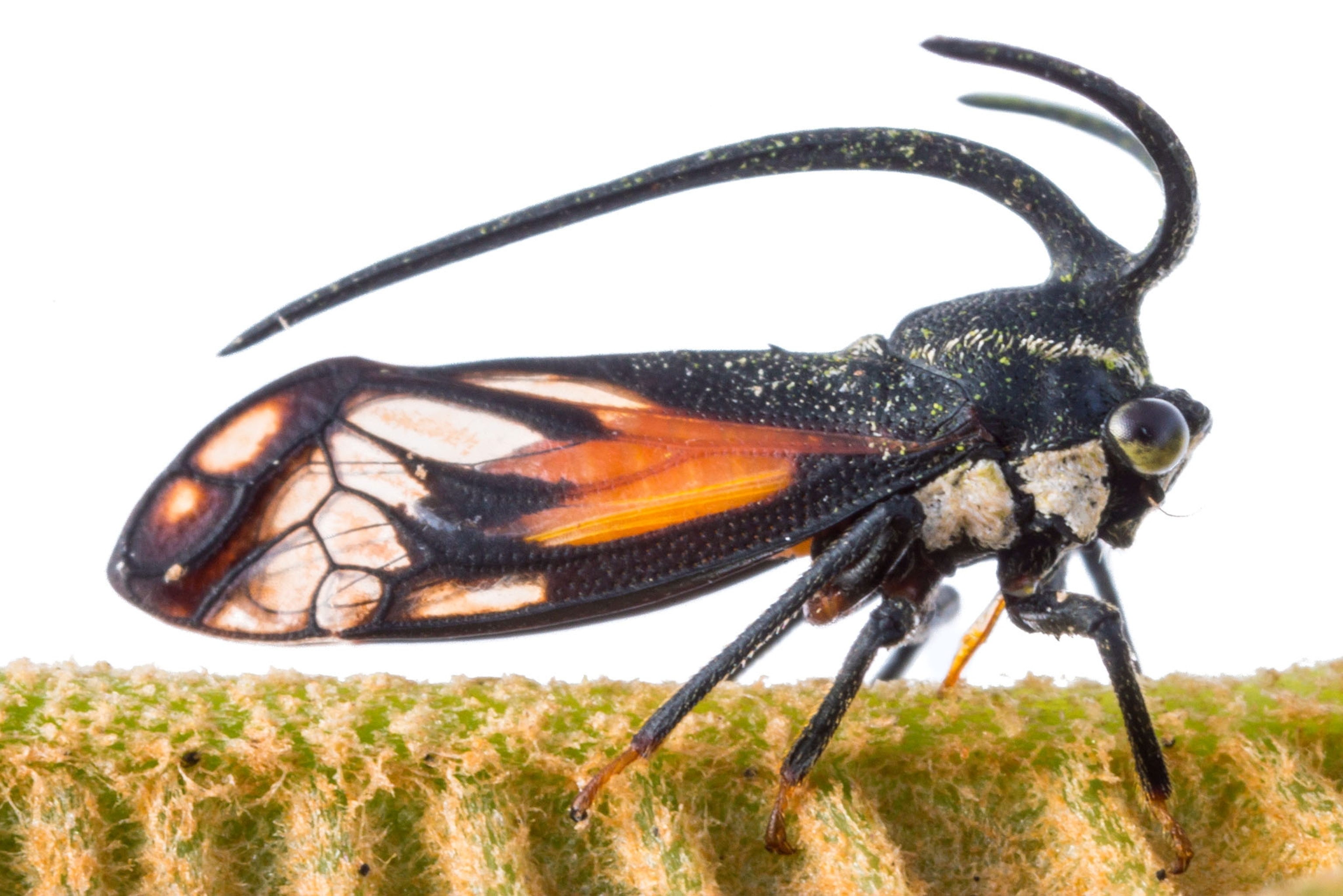 a treehopper on a white background