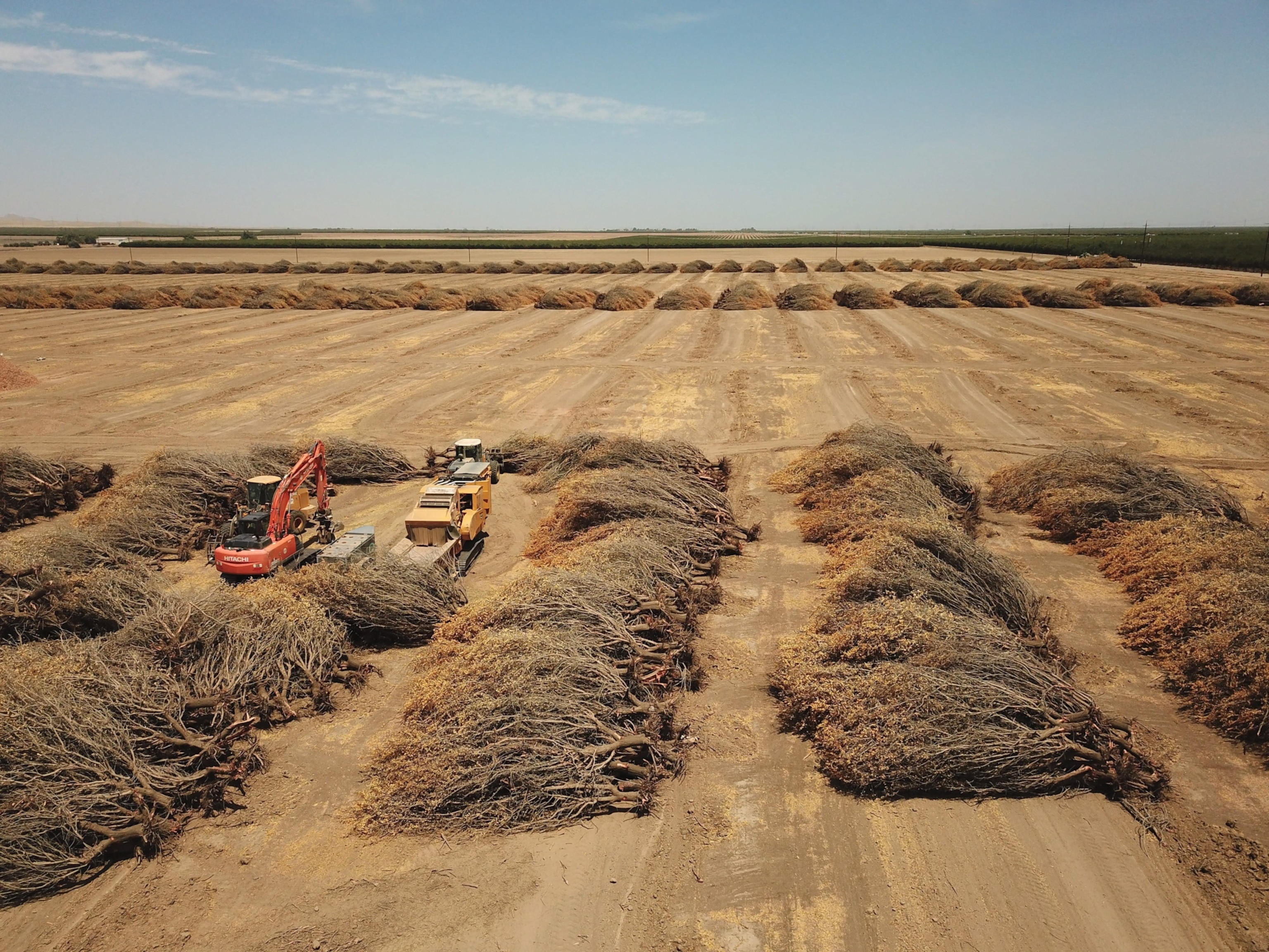 Dead almond trees lie uprooted in an open field.