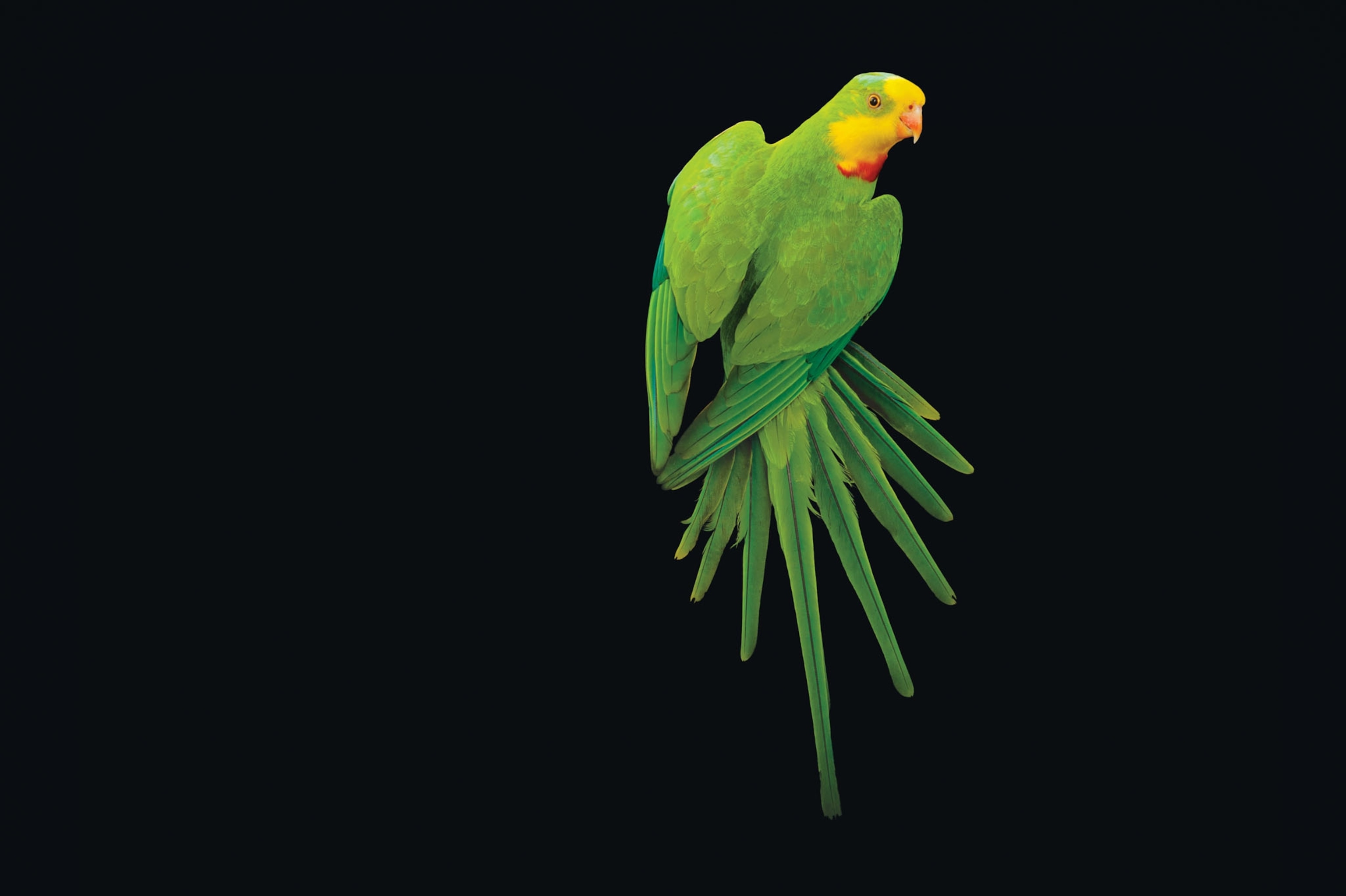 a bright green superb parrot on a black background