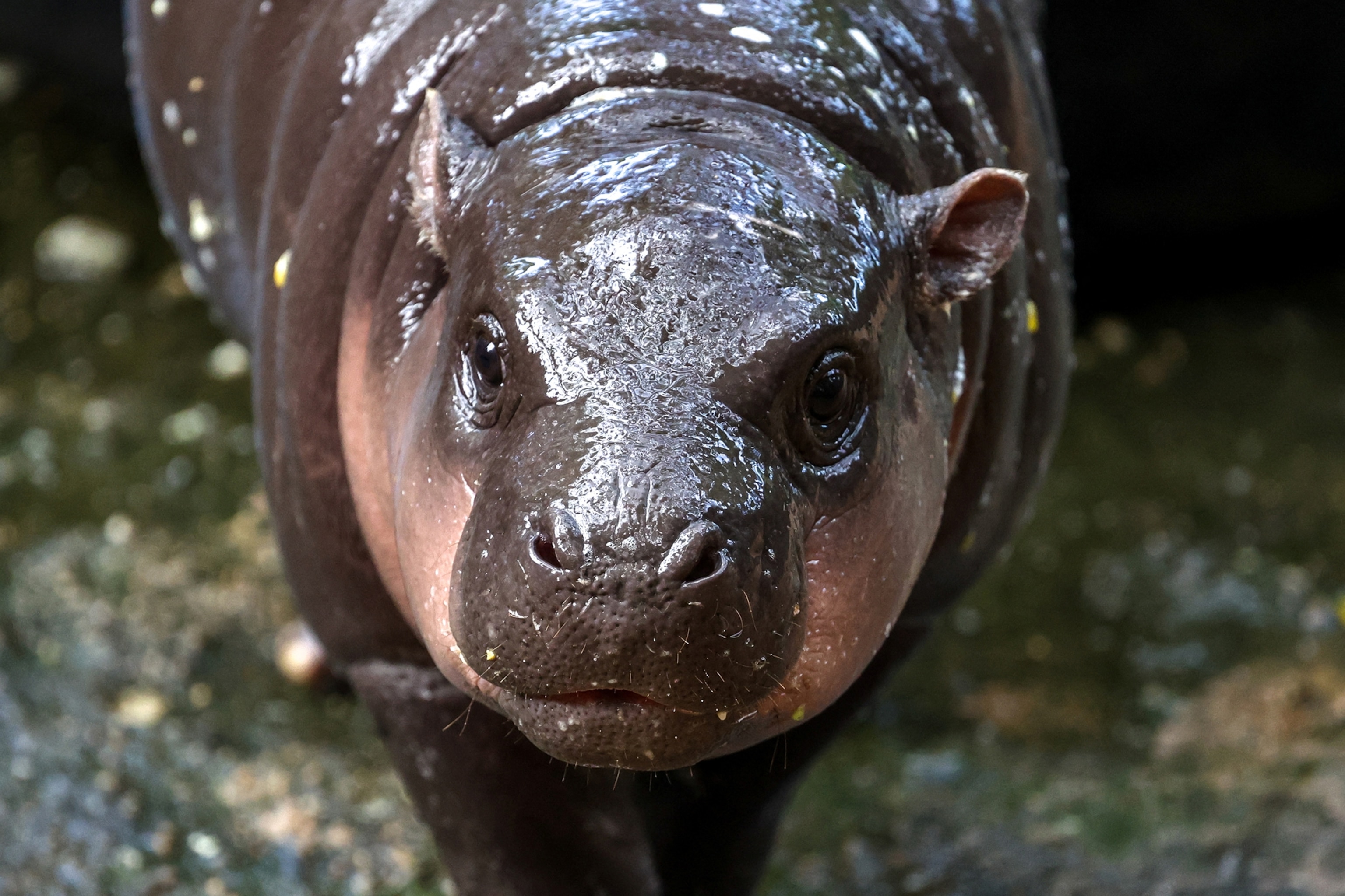 A baby hippo close up.