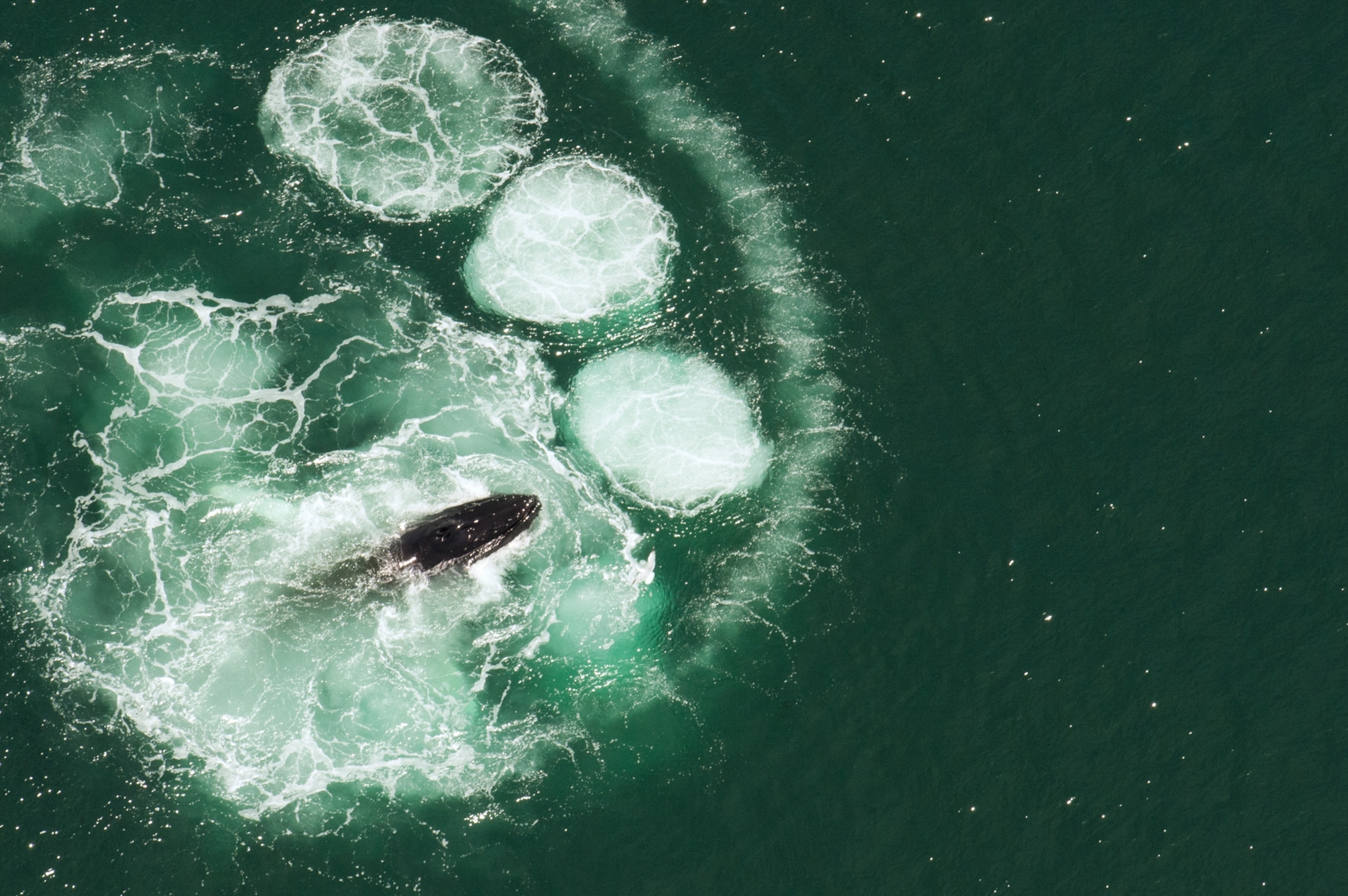 A whale form above surrounded by bubbles in the ocean