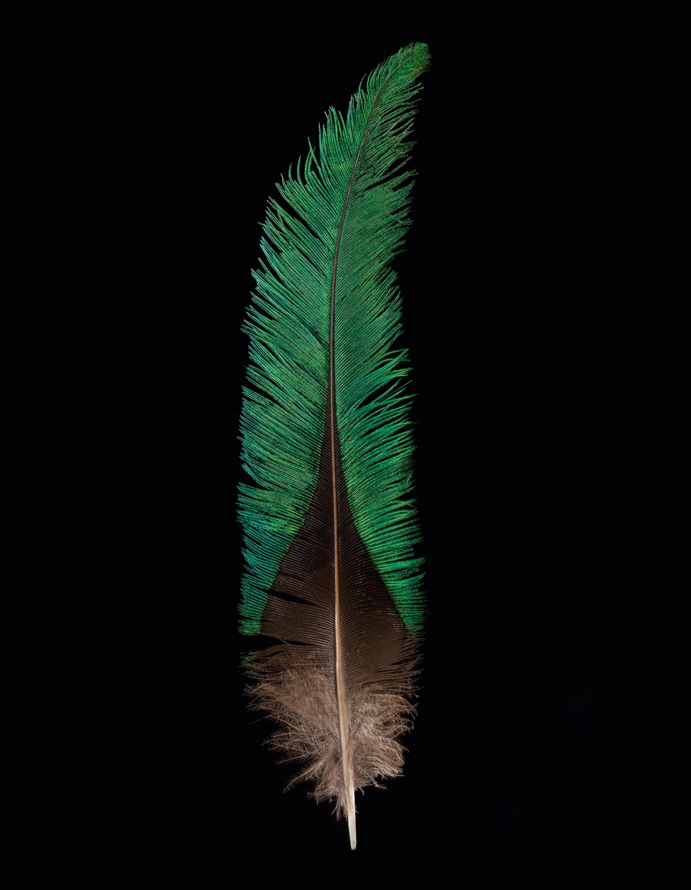 vibrant feathers of the Quetzal