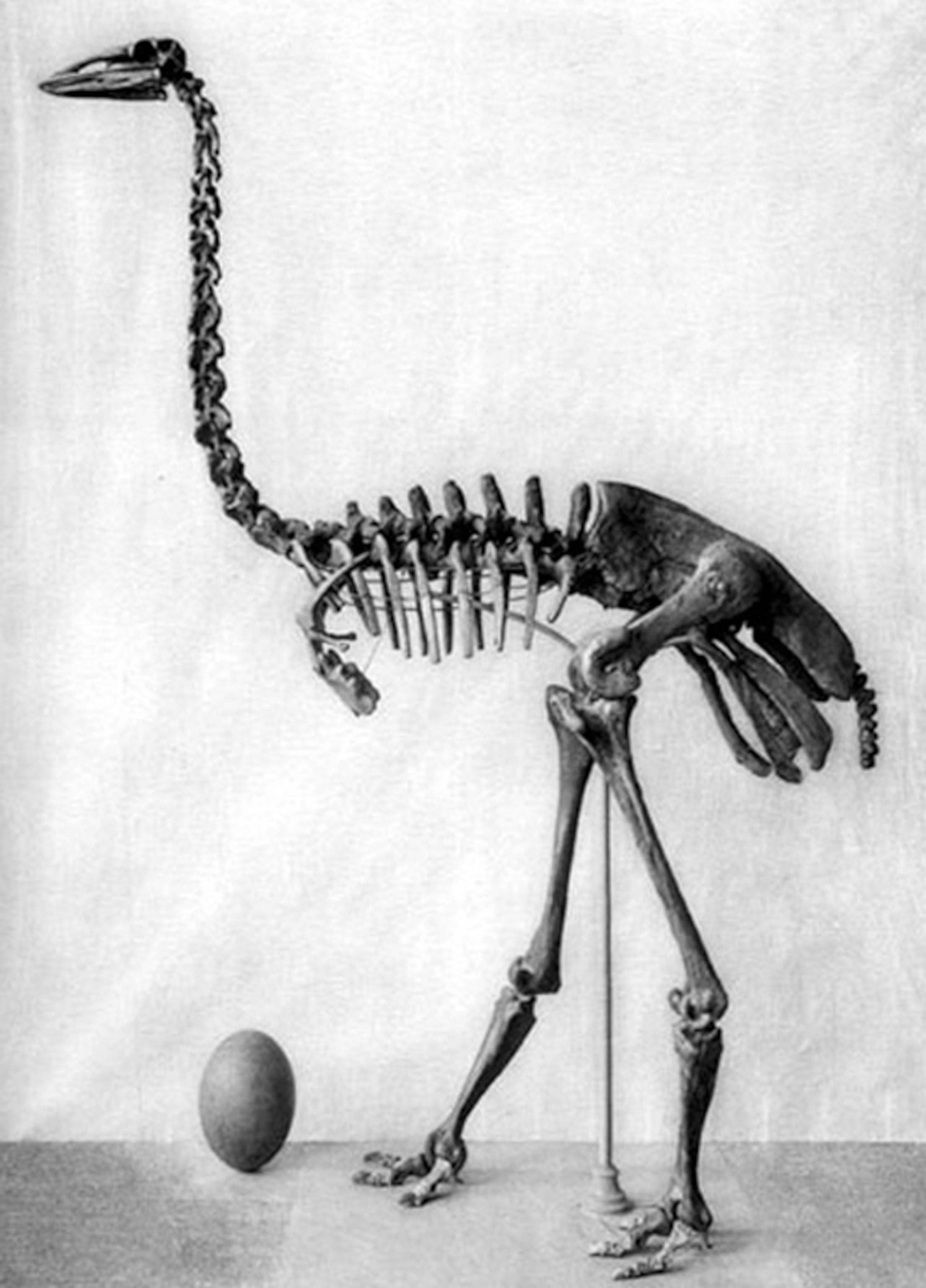 Aepyornis maximus, the elephant bird.