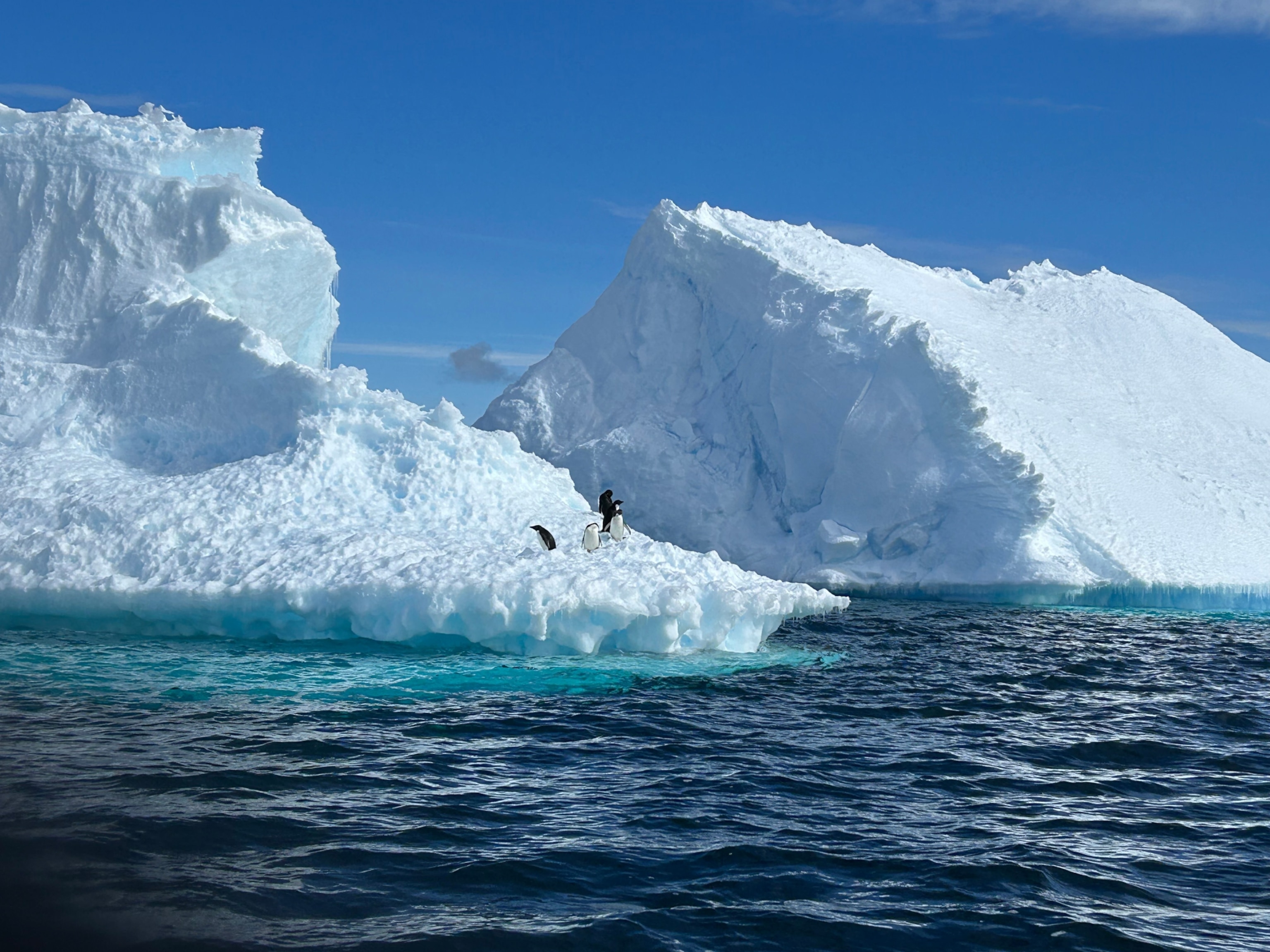Photograph of an ice berg with penguins in O’Brien Bay near Casey Station, East Antarctica, taken by boat on January 02, 2024.