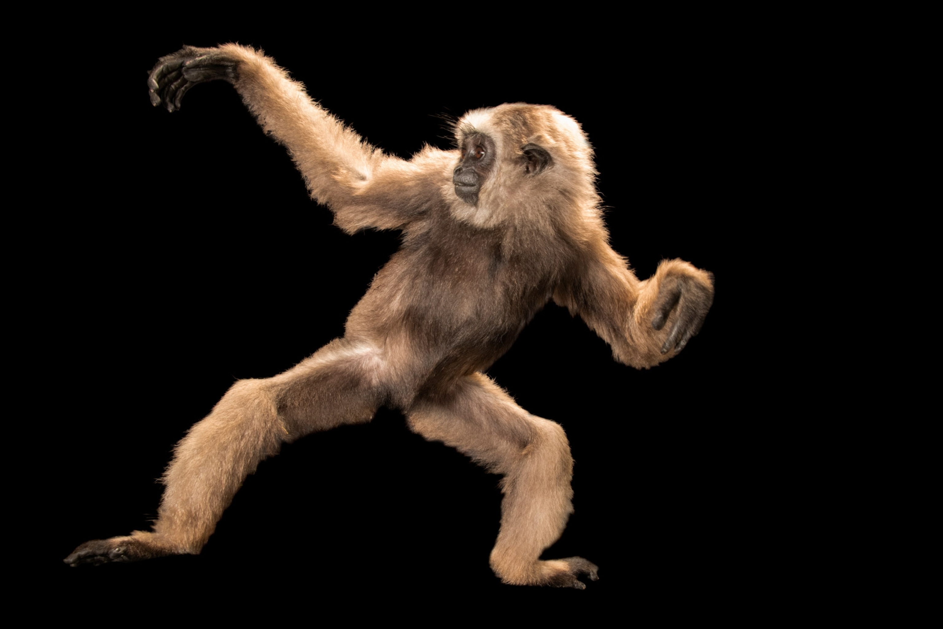 A Gibbon stands body titled hand up on a black background.
