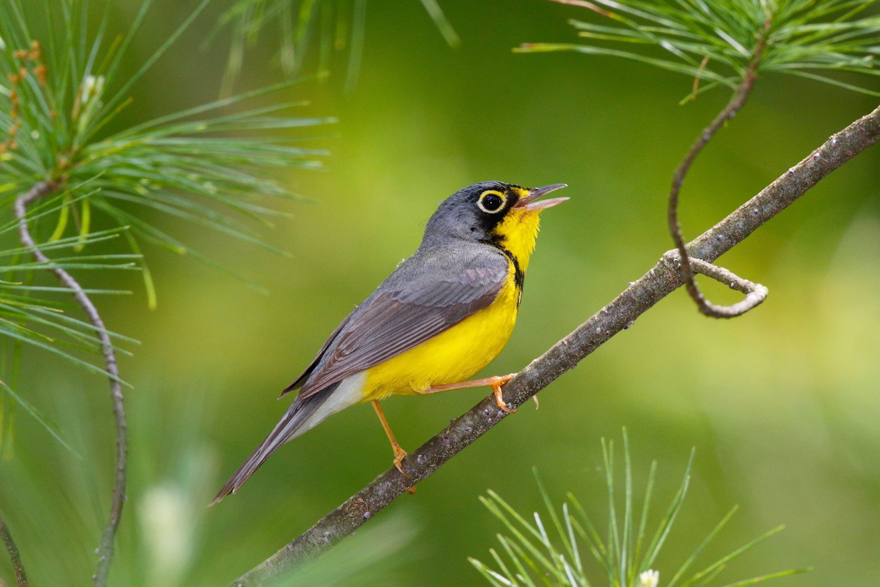 Canada warbler