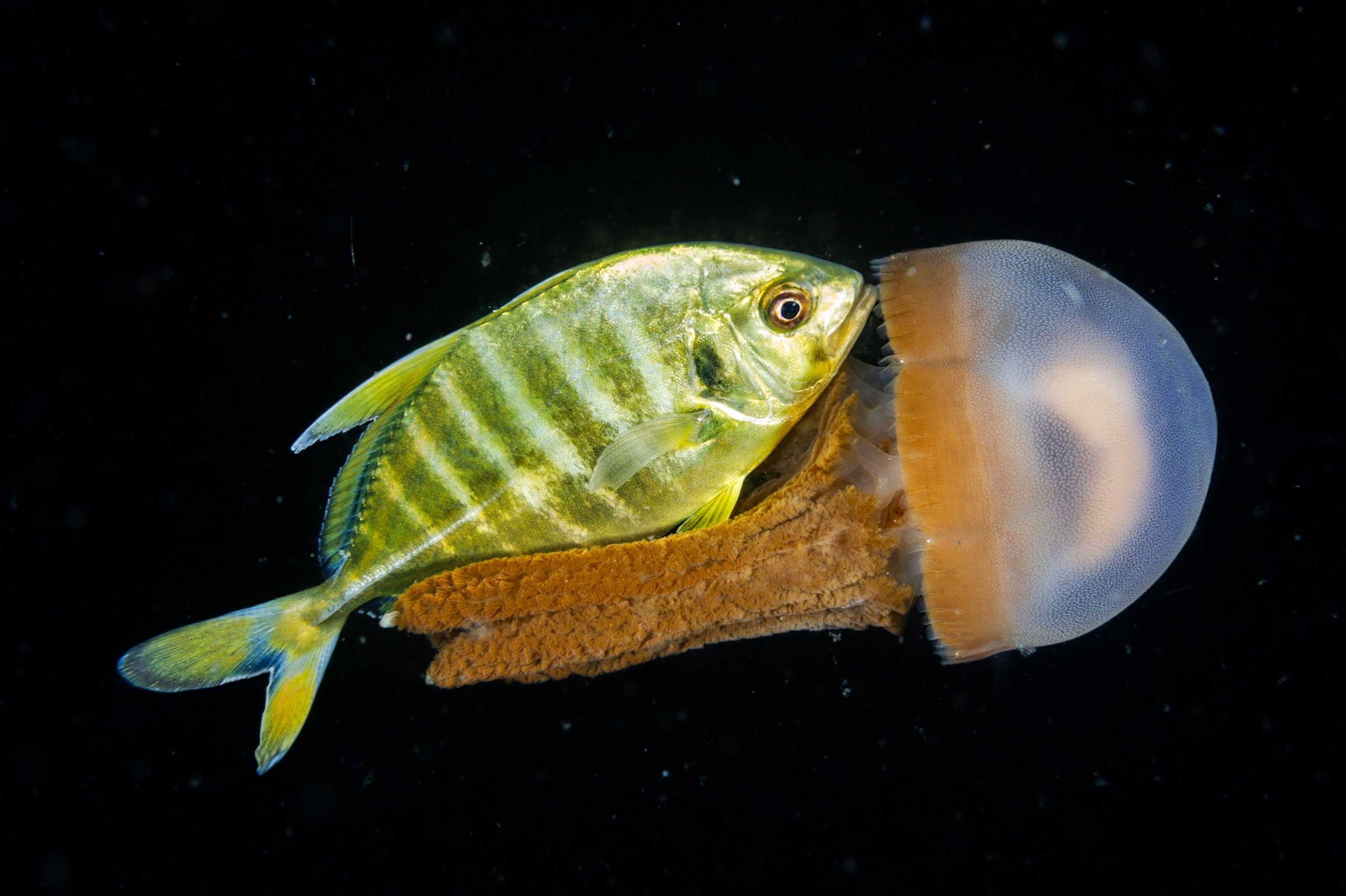 Picture of a juvenile jack fish hiding behind a jellyfish as it swims.