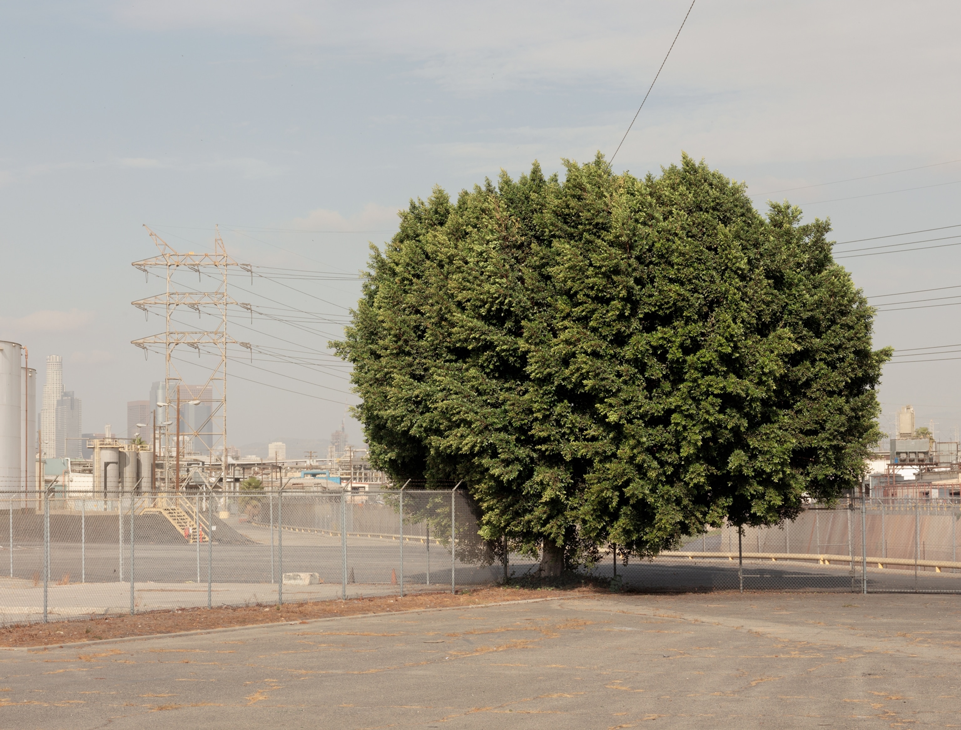 Picture of large lonely tree in the industrial zone.