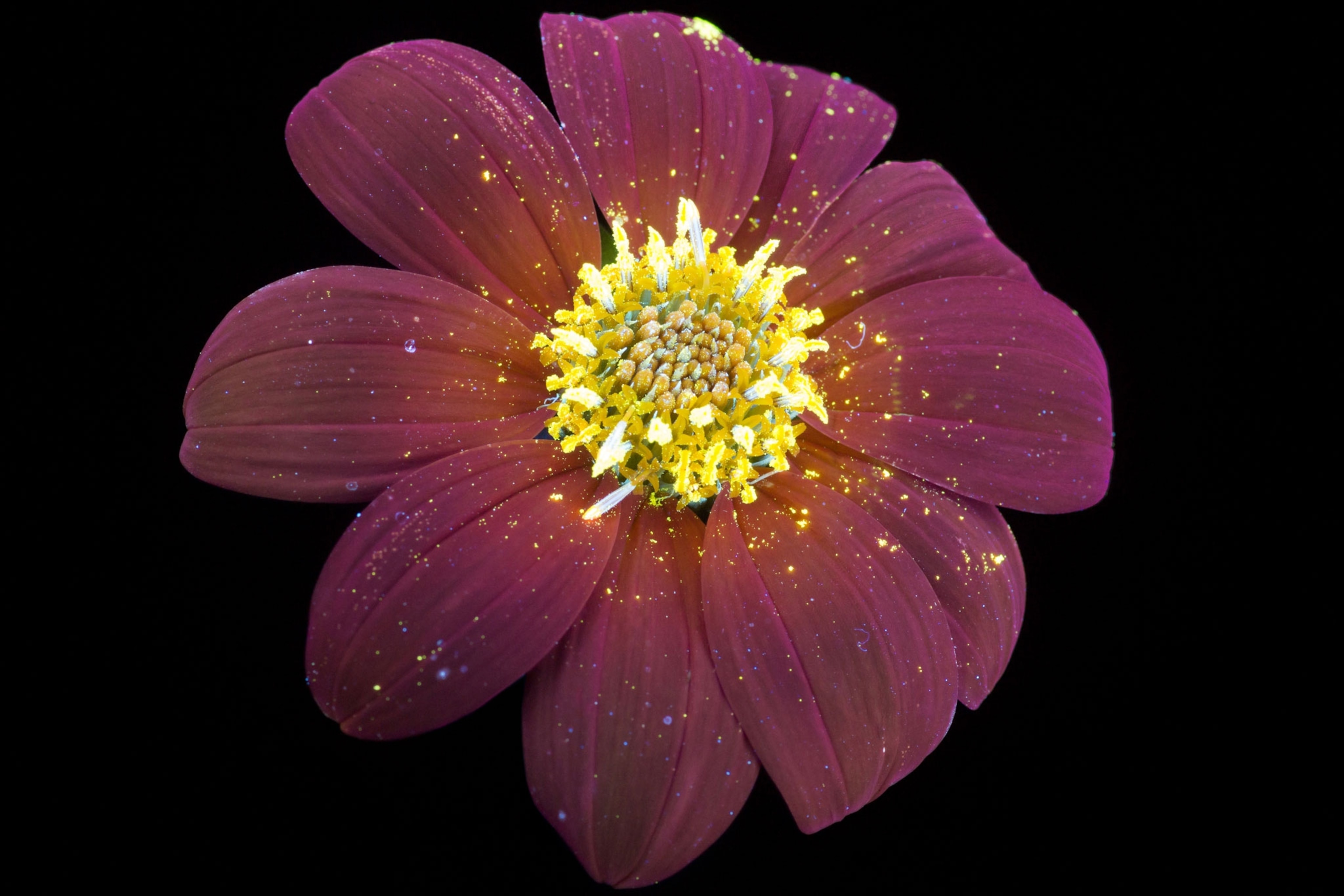 Mexican sunflower