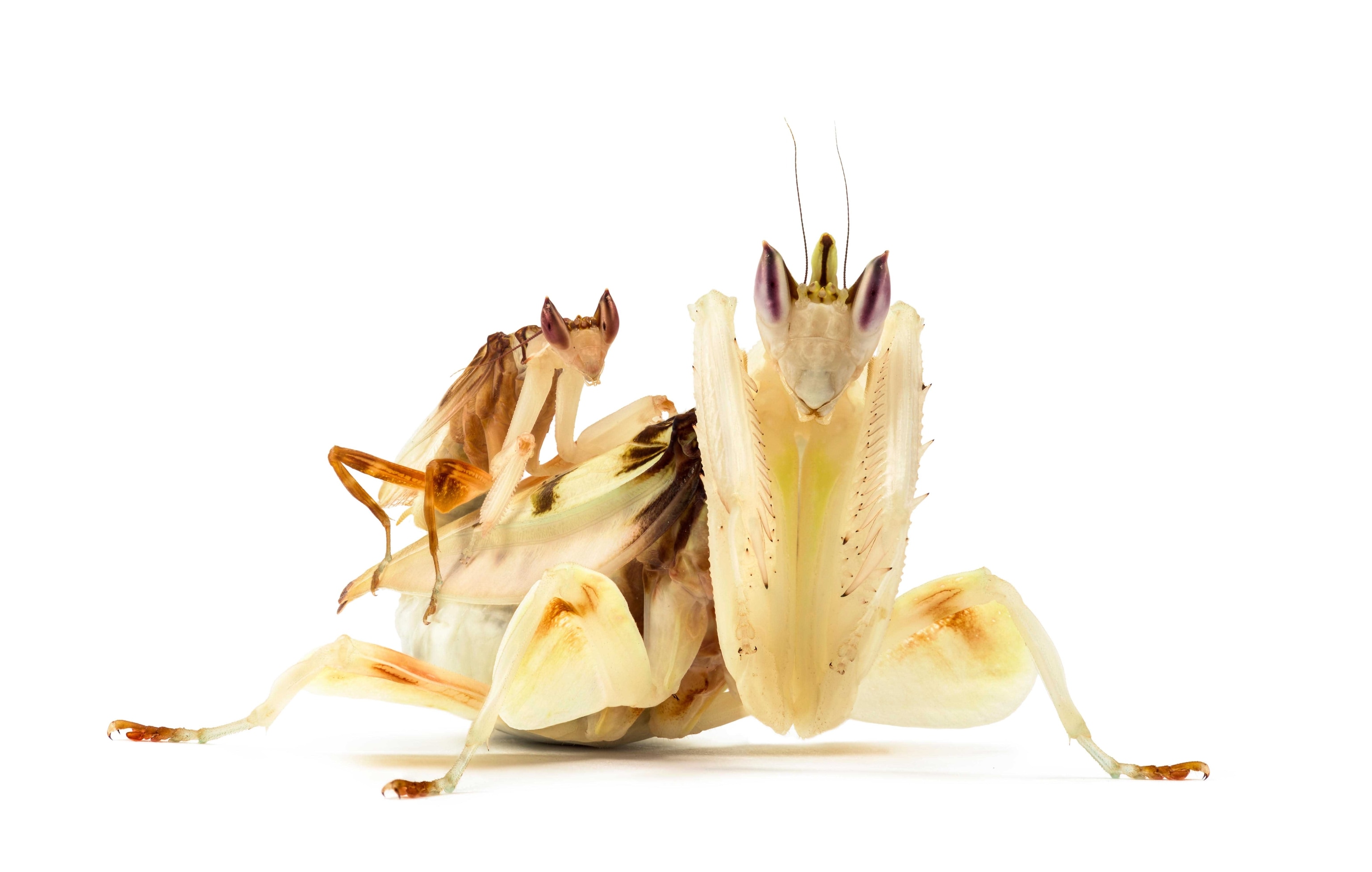 male and female orchid mantises