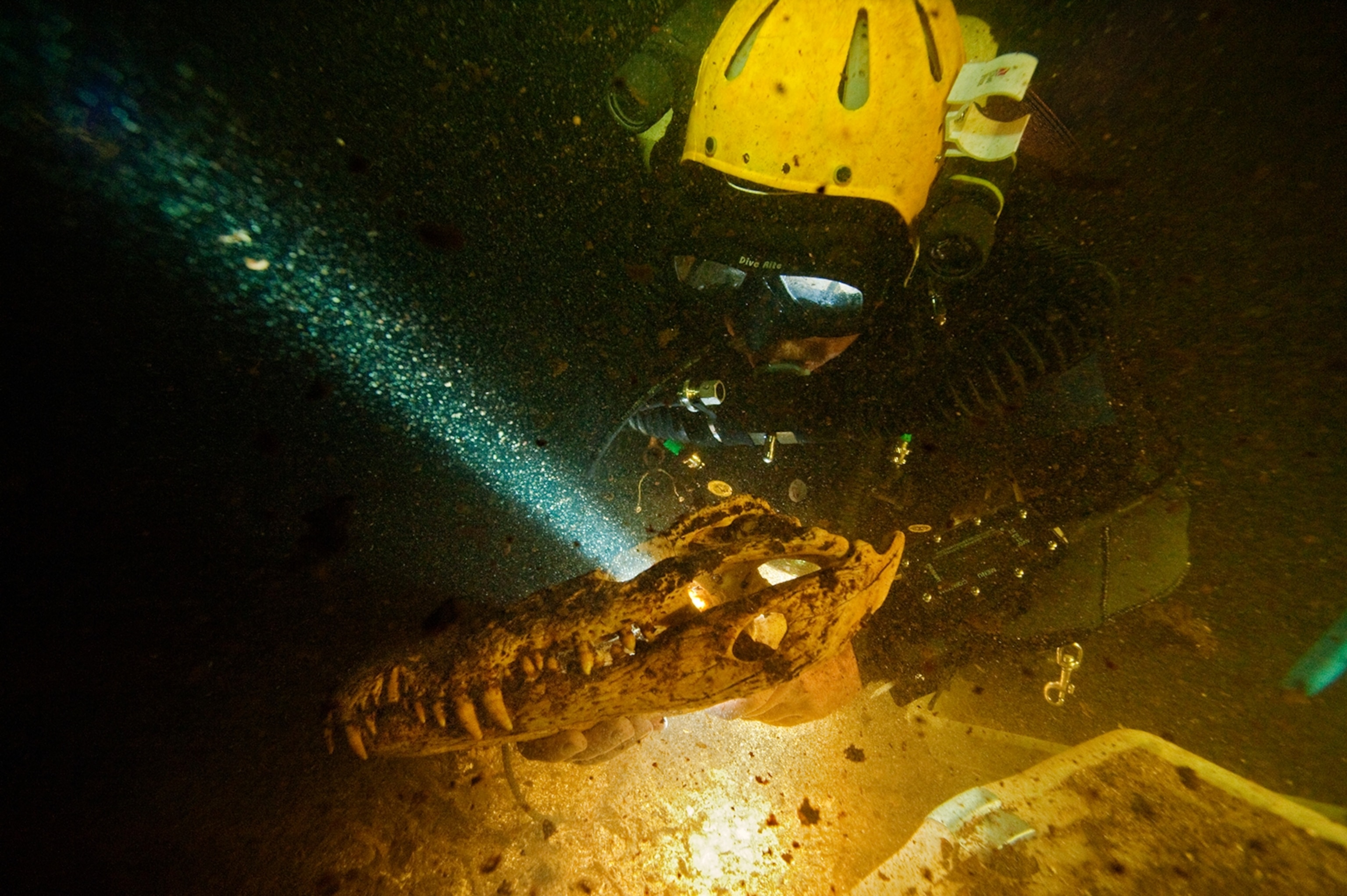 a cave diver holding a 3,000-year-old Cuban crocodile skull