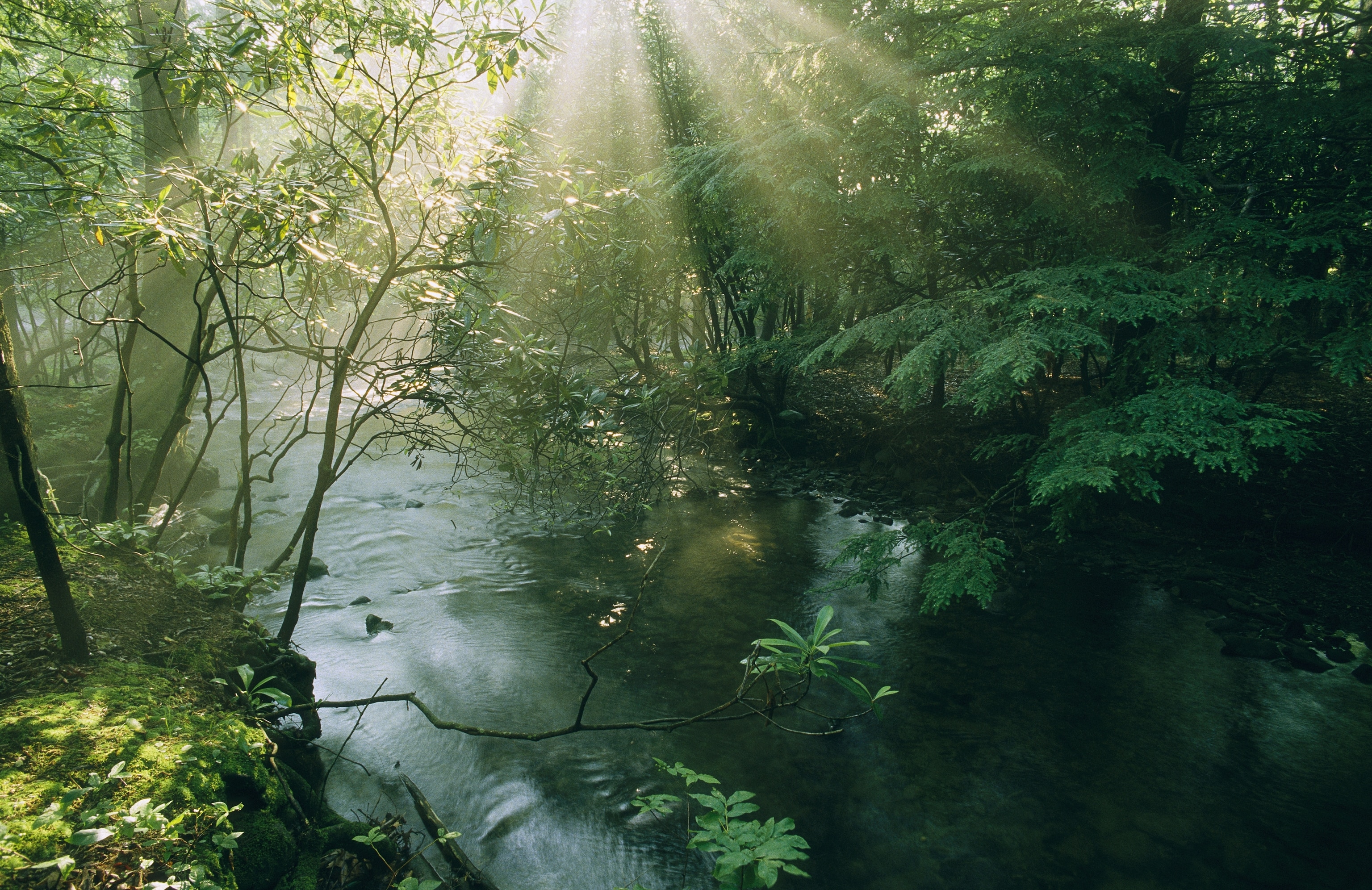 Sunlight streams through trees above a creek in Smoky Mountains National Park in Tennessee