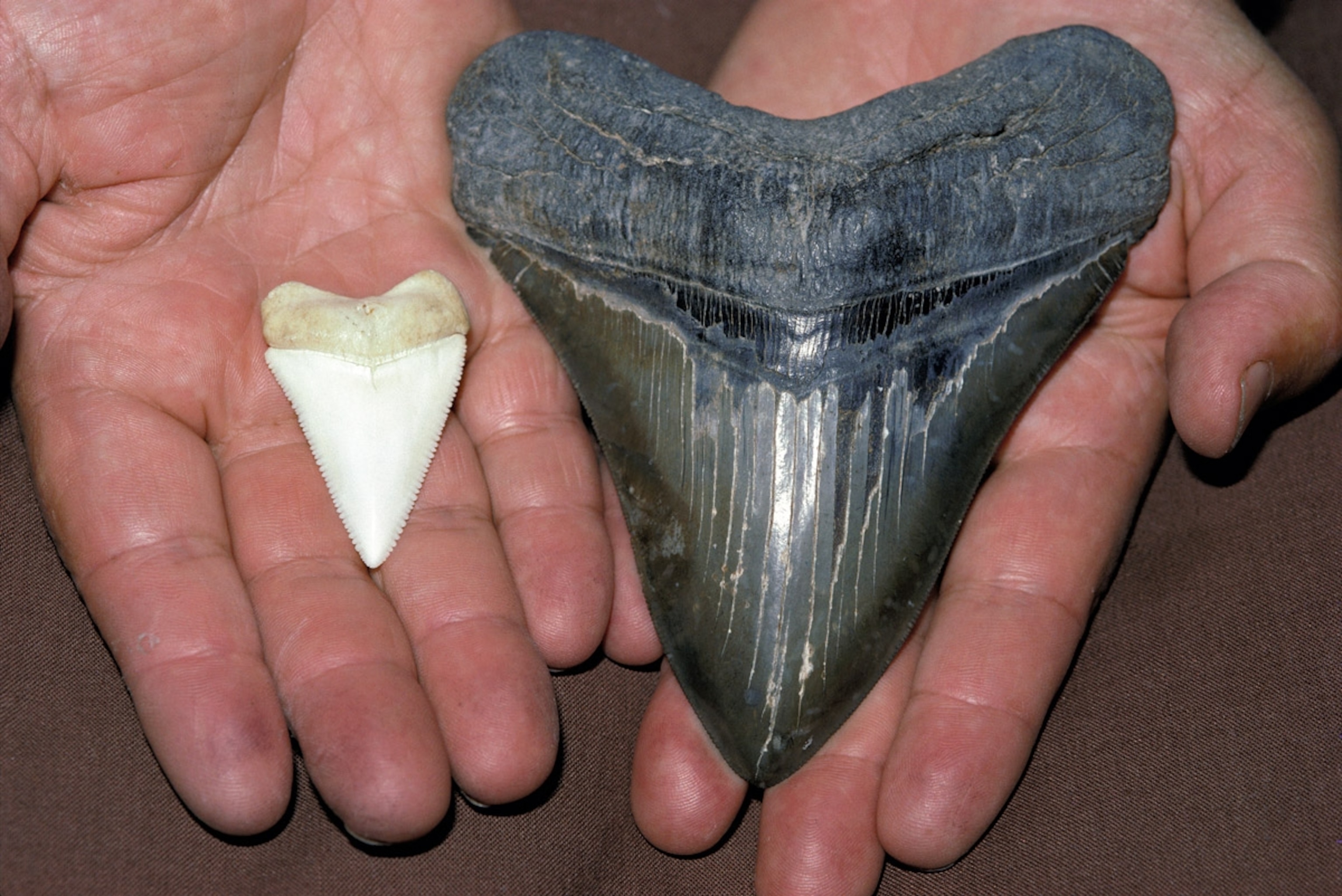 Tooth of Great white shark and prehistoric Megalodon Australia