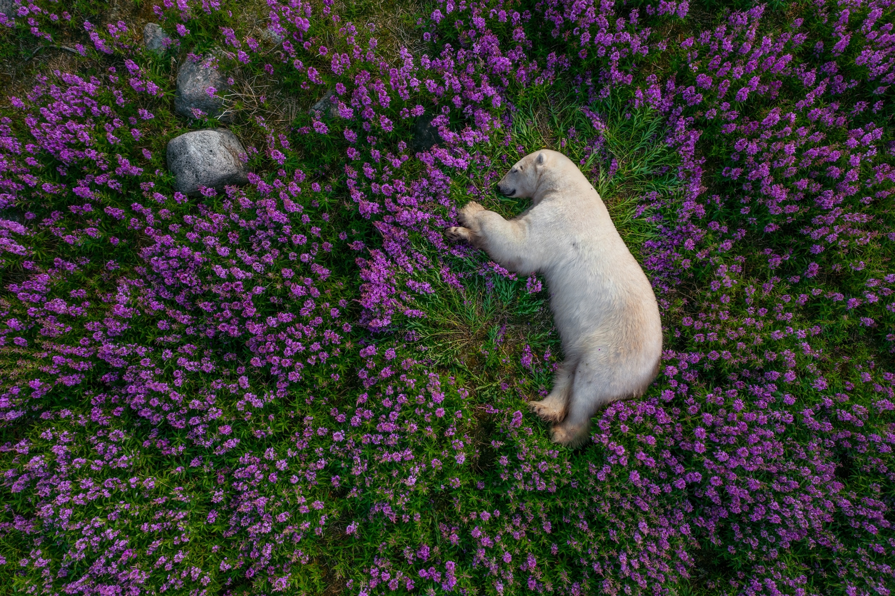 Picture of bear sleeping on its side on blooming fireweeds.