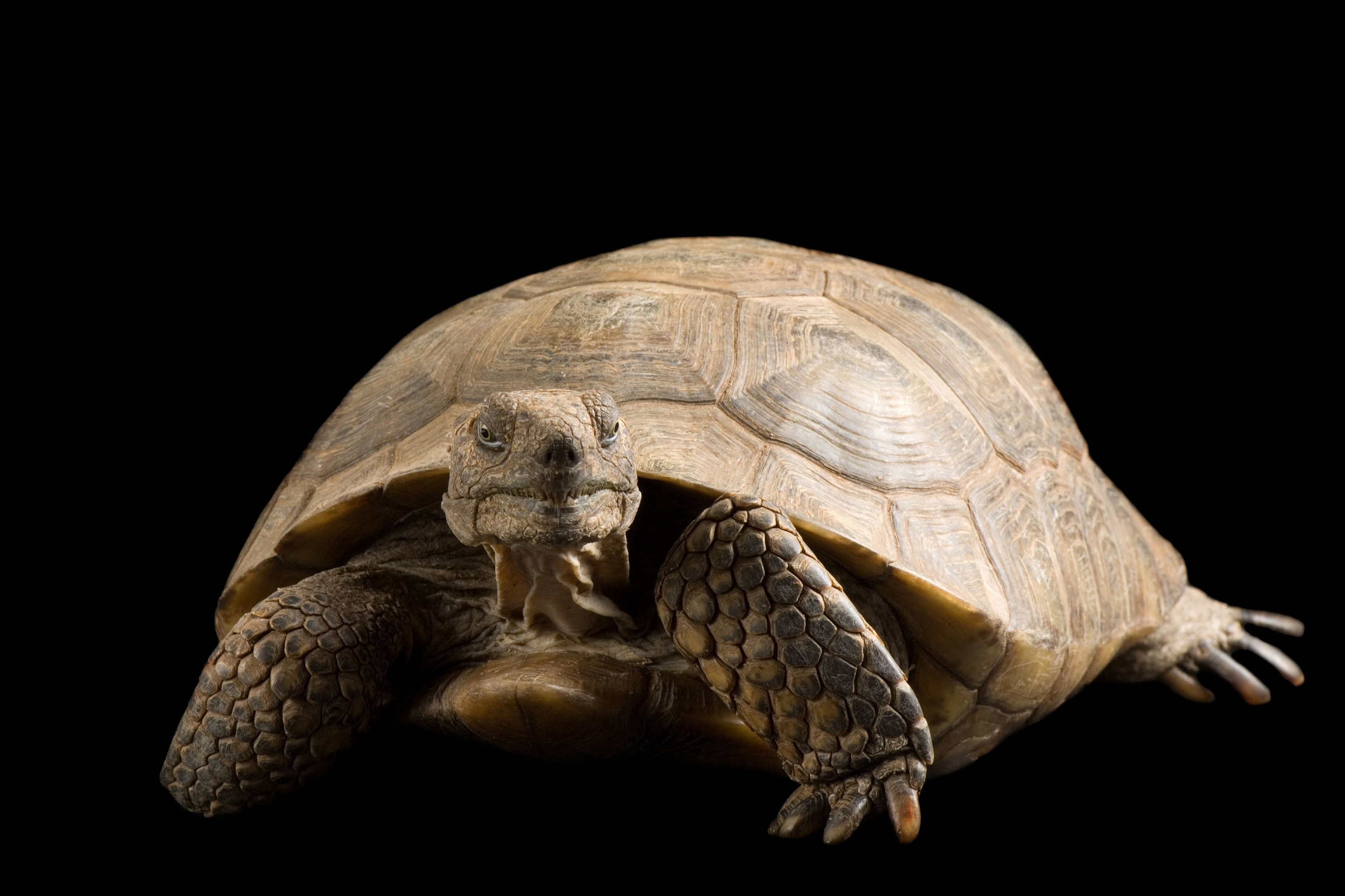 an Arizona desert tortoise