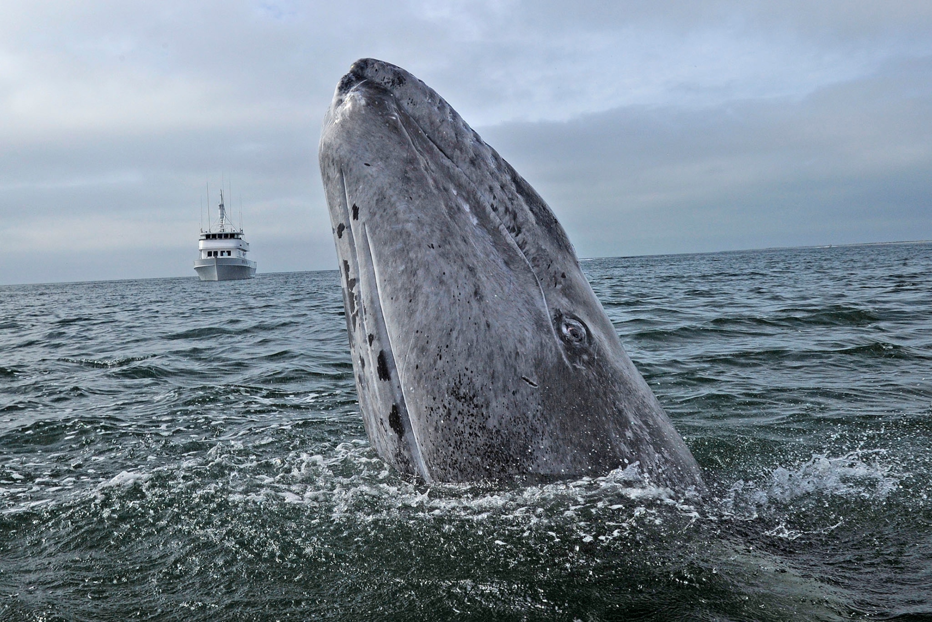 gray whales and calves in Baja, Mexico
