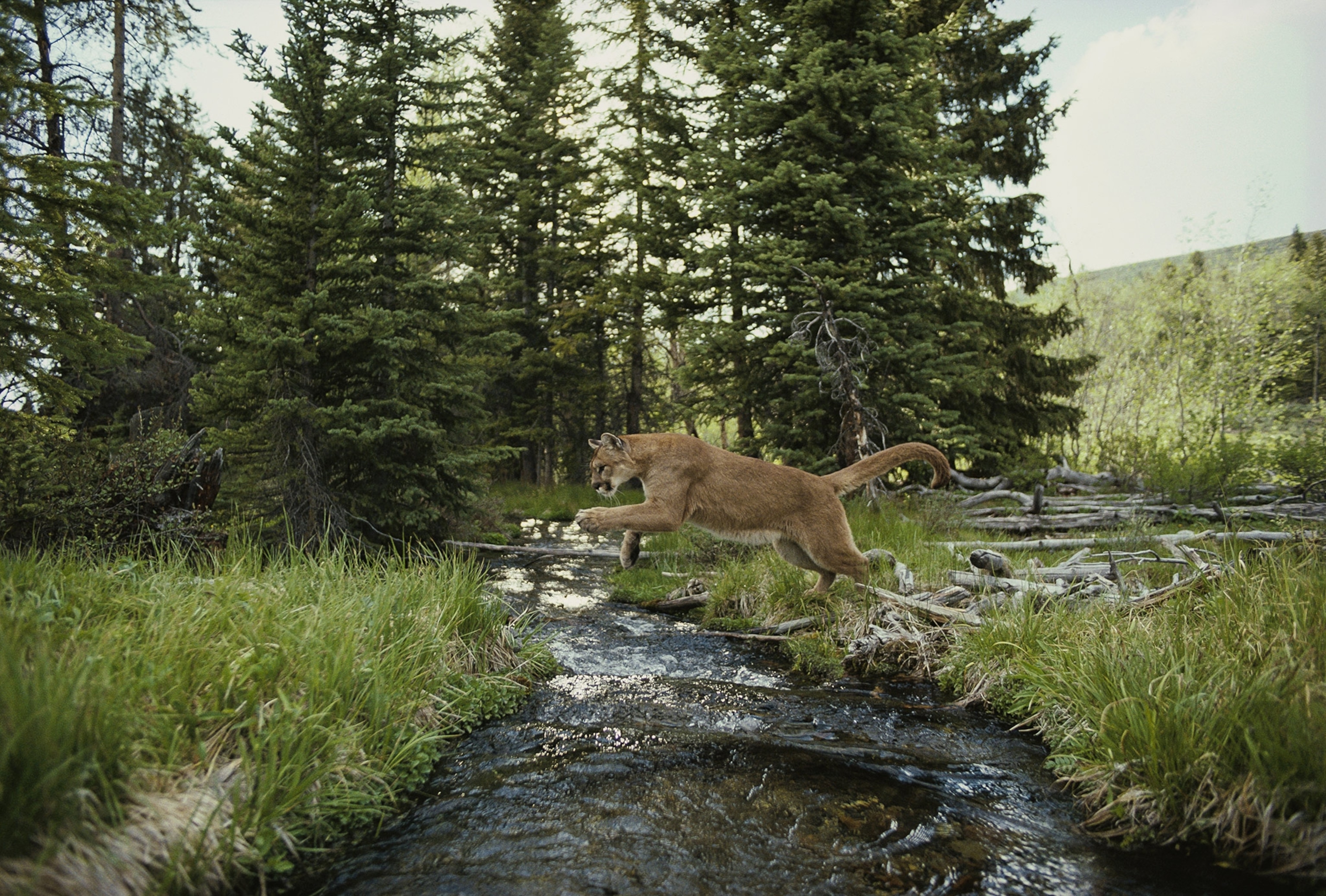 A mountain lion, leaps across a forest stream.