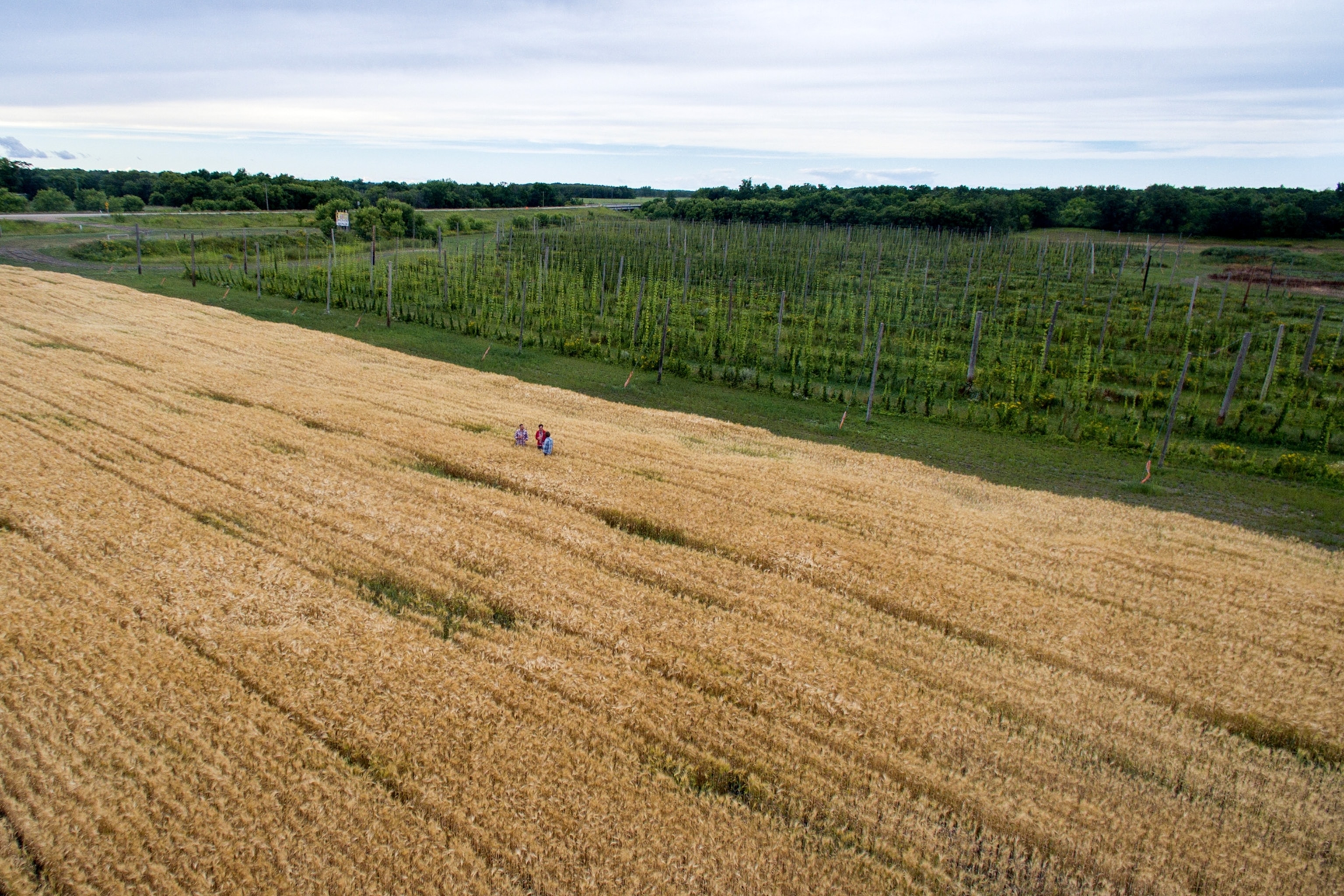 barley fields outside of Neepawa, Manitoba