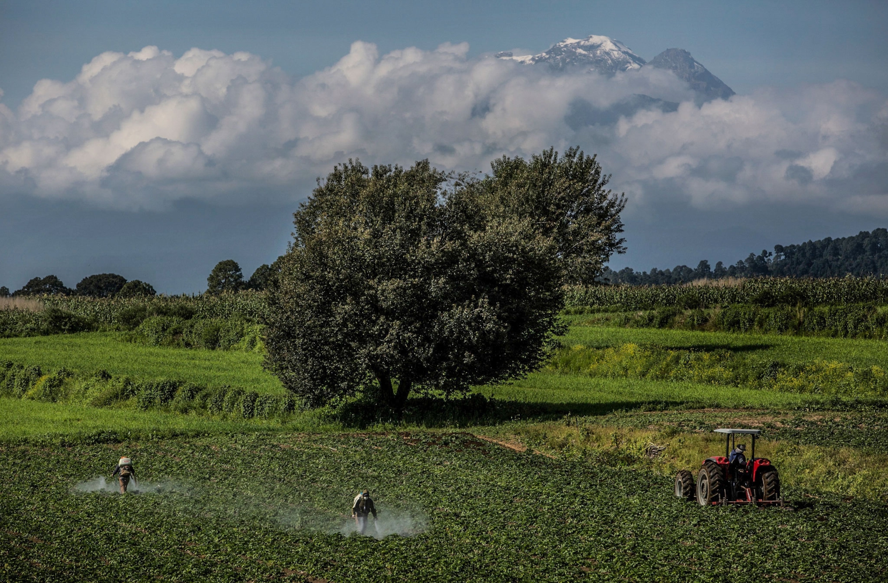 people spraying in a field