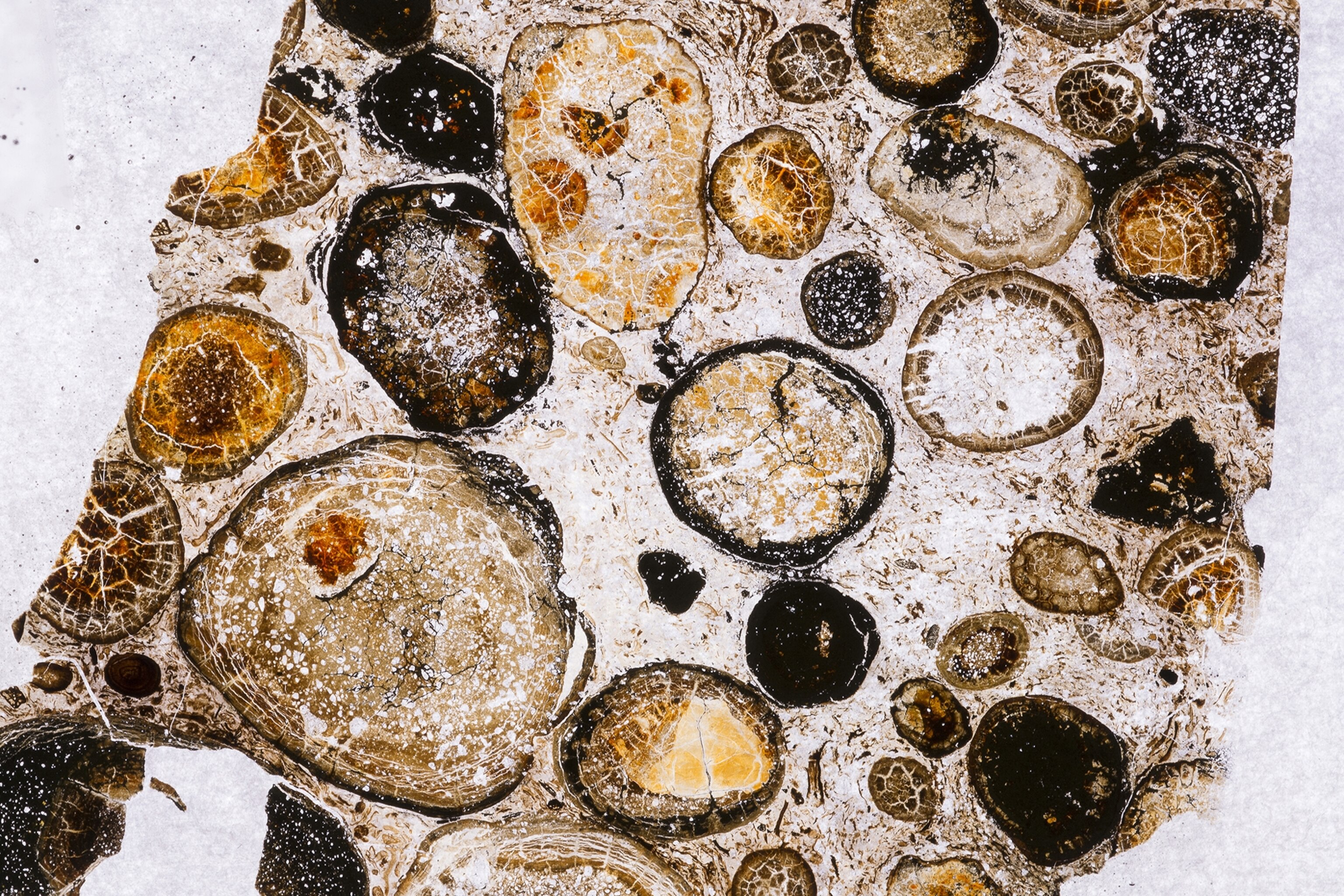 stomach contents