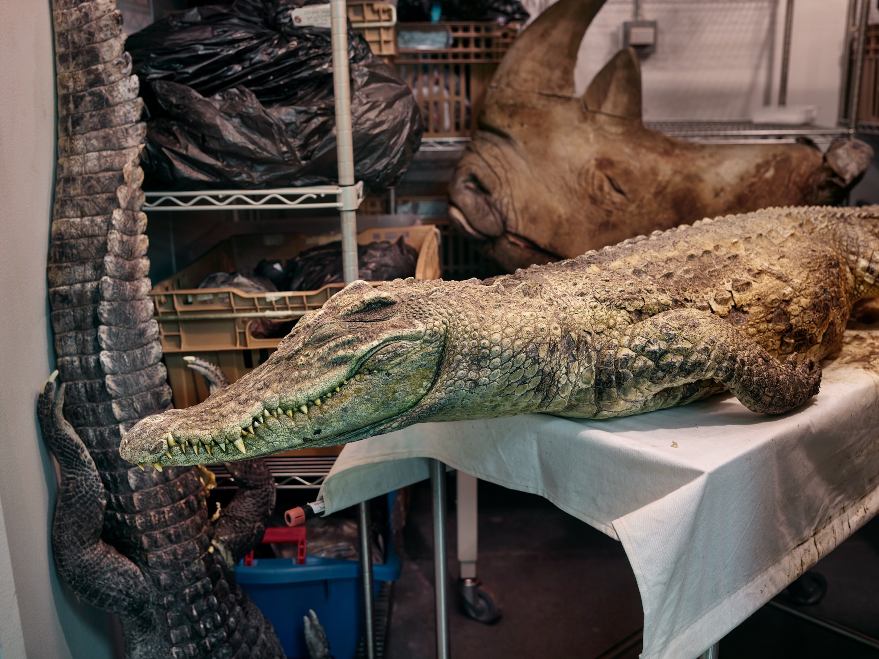 a crocodile carcass on a table