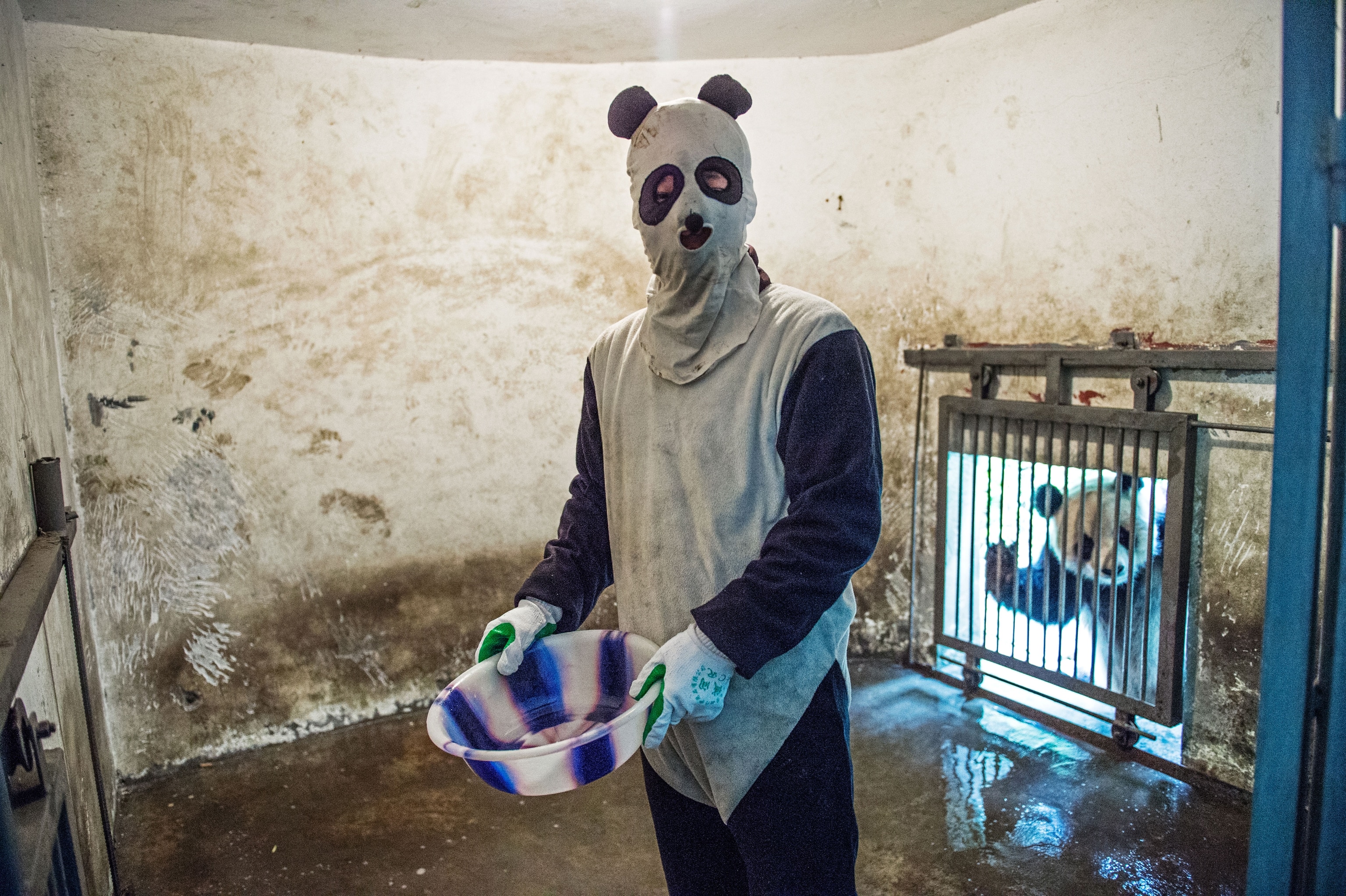 a caretaker wearing a panda costume at the Hetaoping panda center