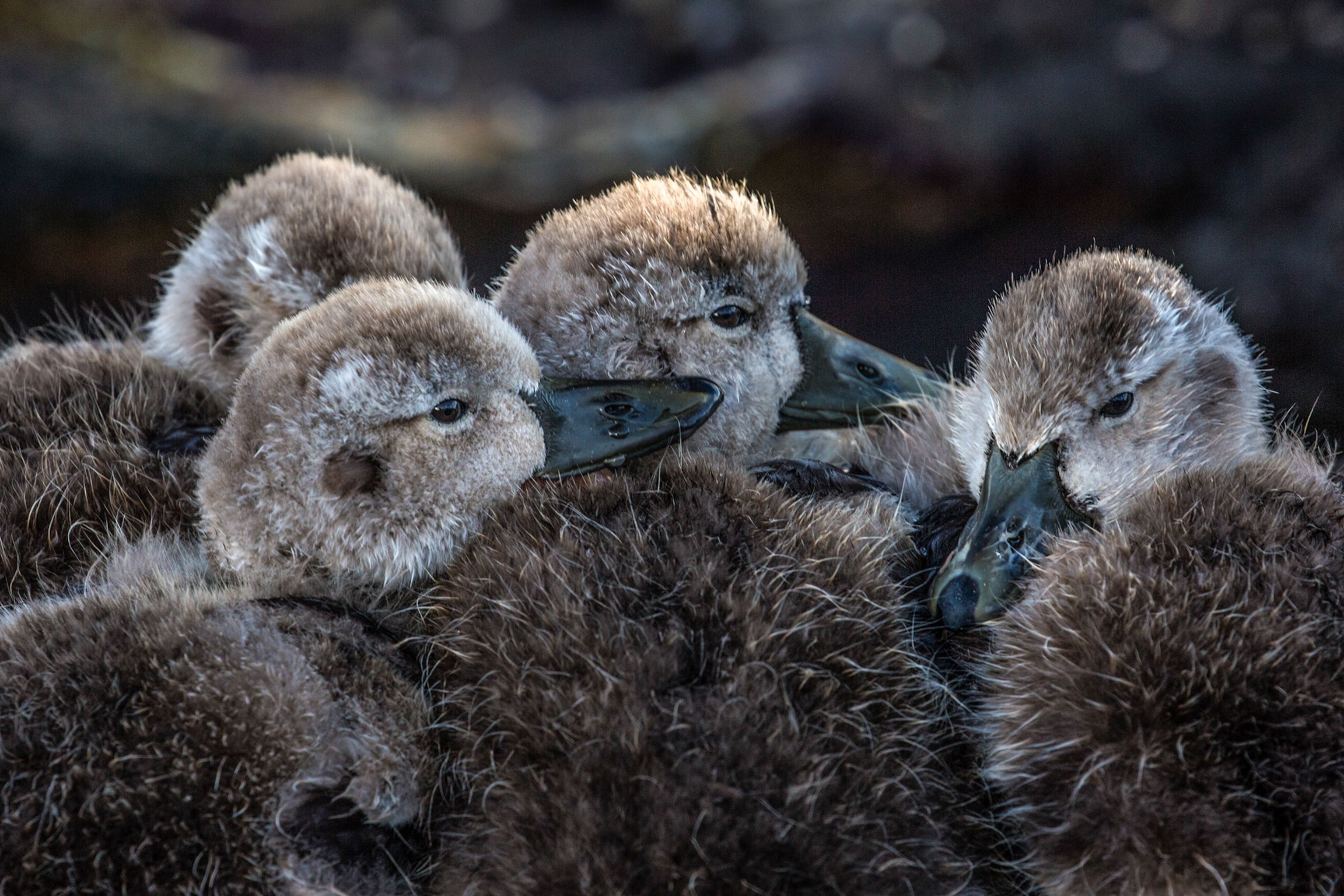 four ducklings