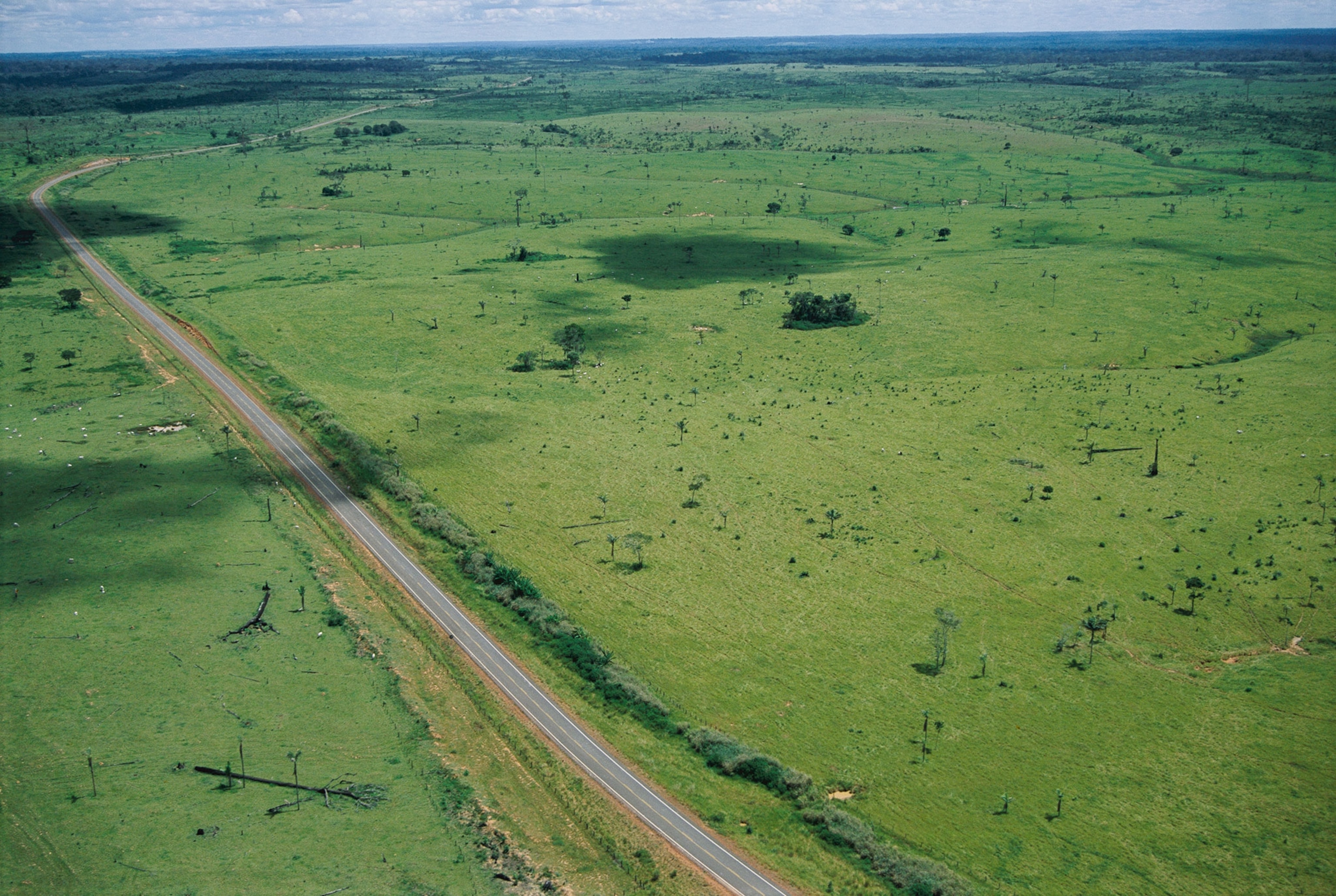rangeland that was once forest.
