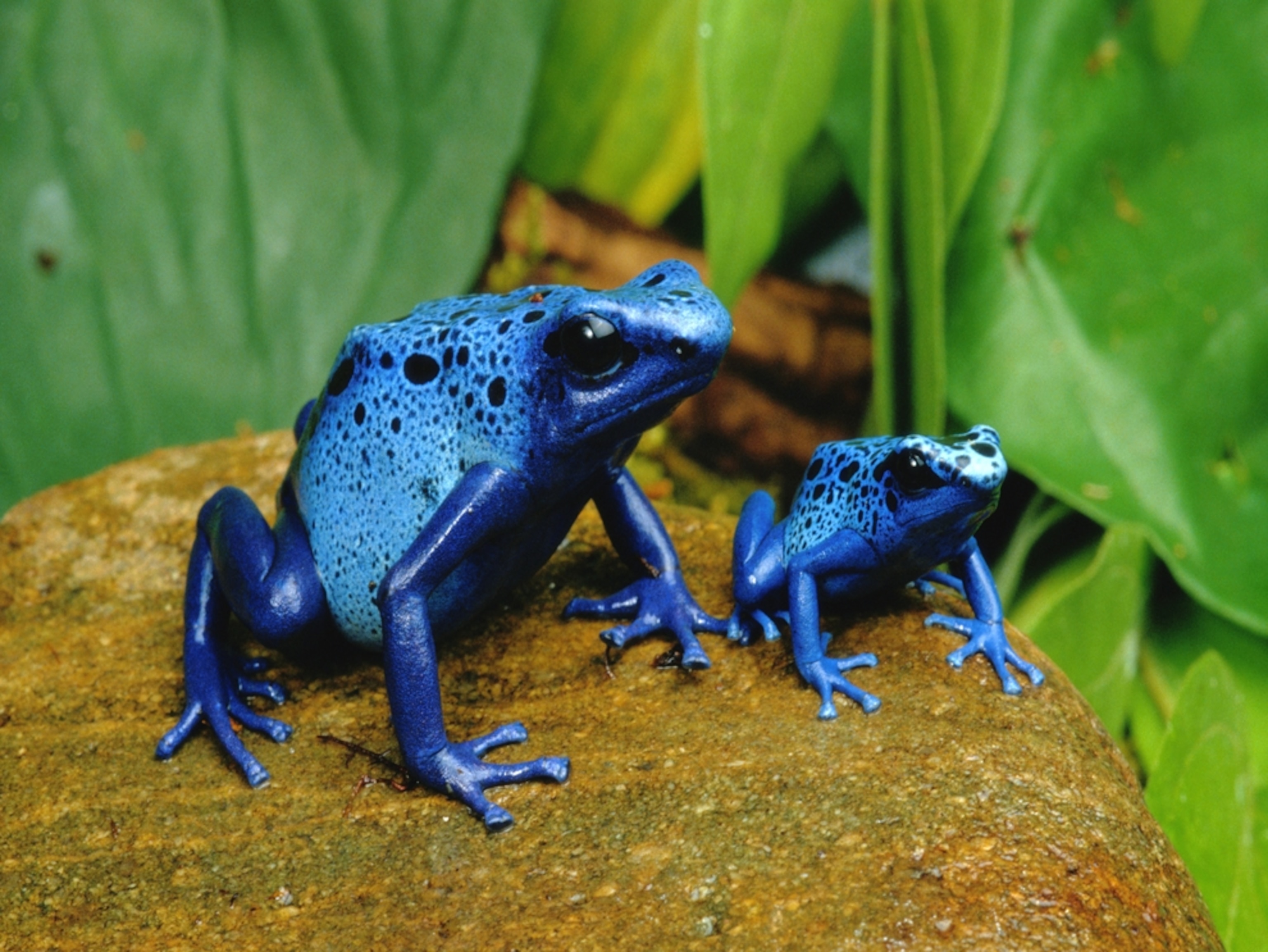 Two bright blue frogs