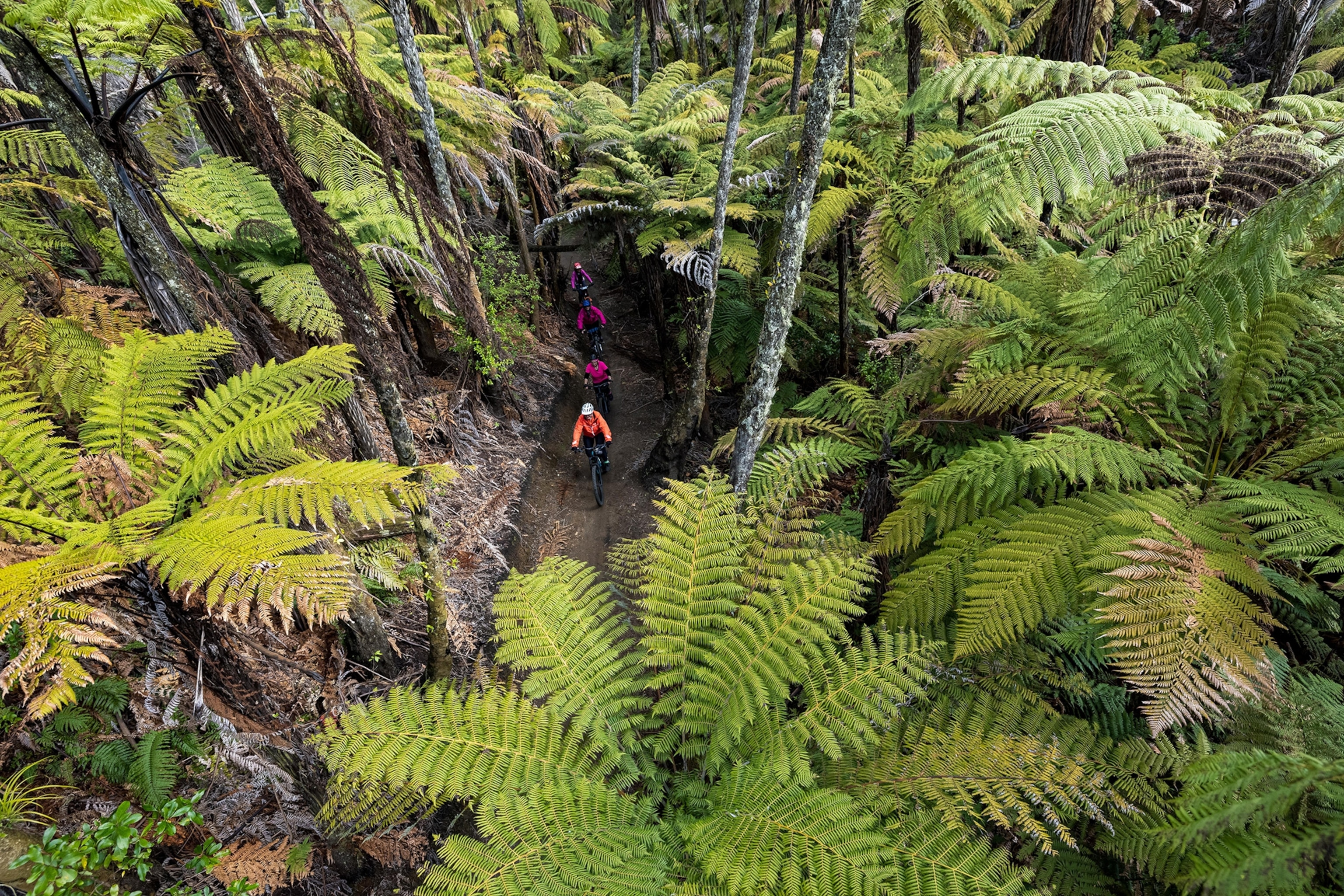 An aerial view of bikers on the Whakarewarewa Forest Loop in Rotorua, New Zealand.