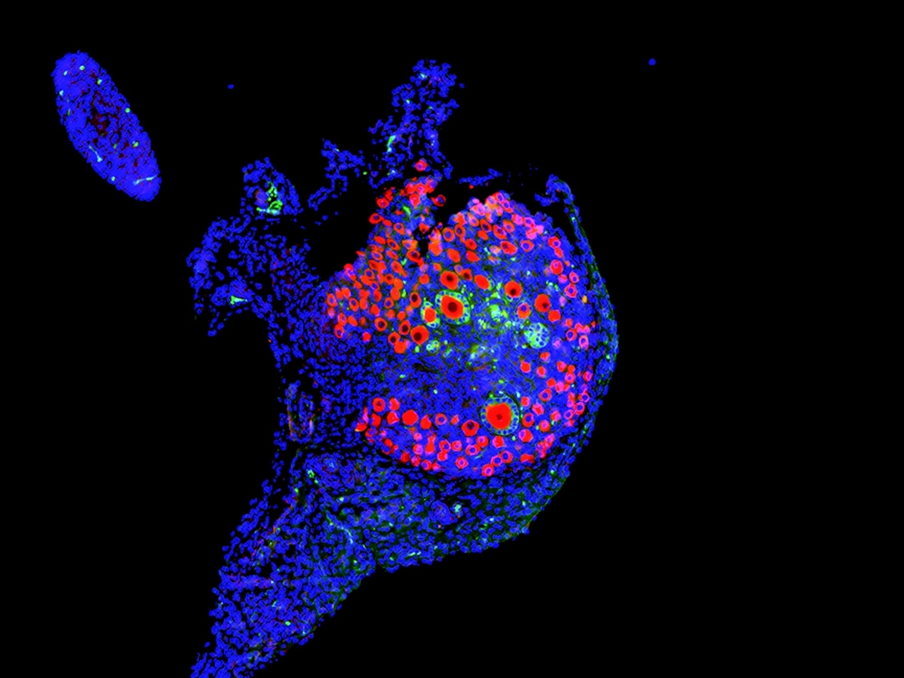 A mouse ovary treated with anti-Mullerian hormone, resulting in fewer large activated follicles compared to an untreated ovary