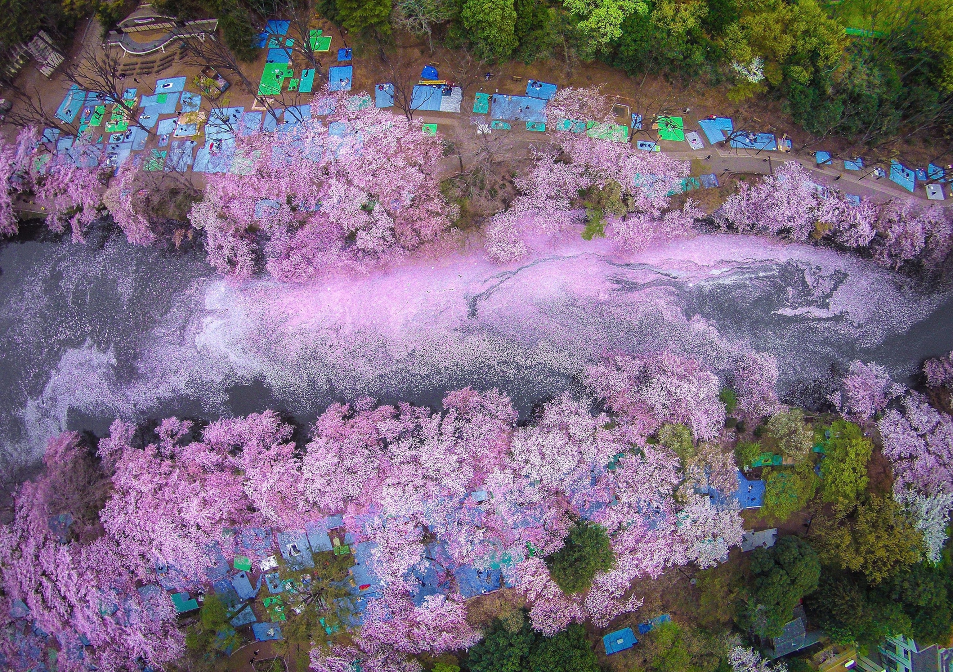 Arial photograph of cherry blossoms falling into a river
