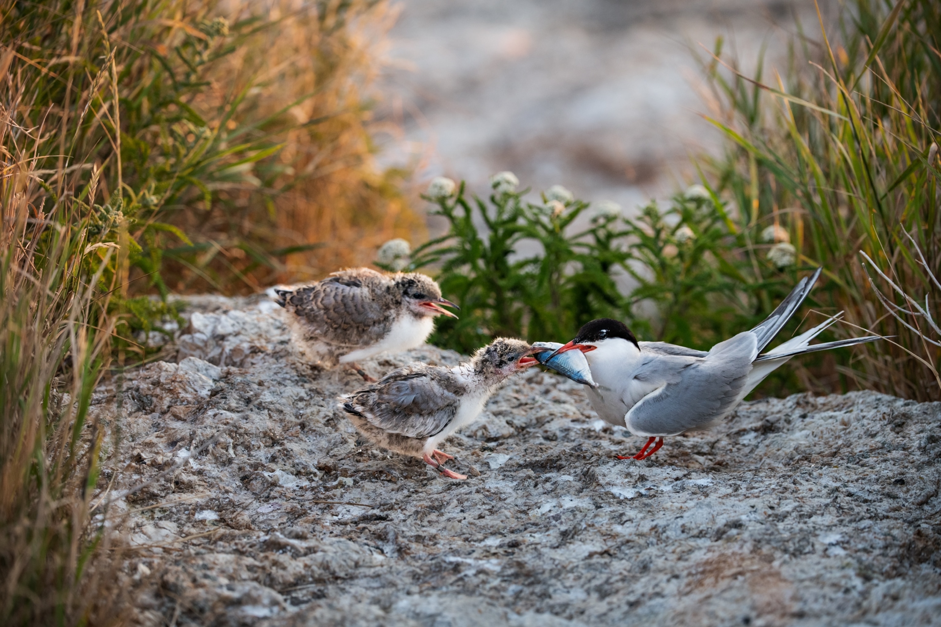 On rocky ground surrounded by flora, a tern feeds a butterfish to its two chicks.
