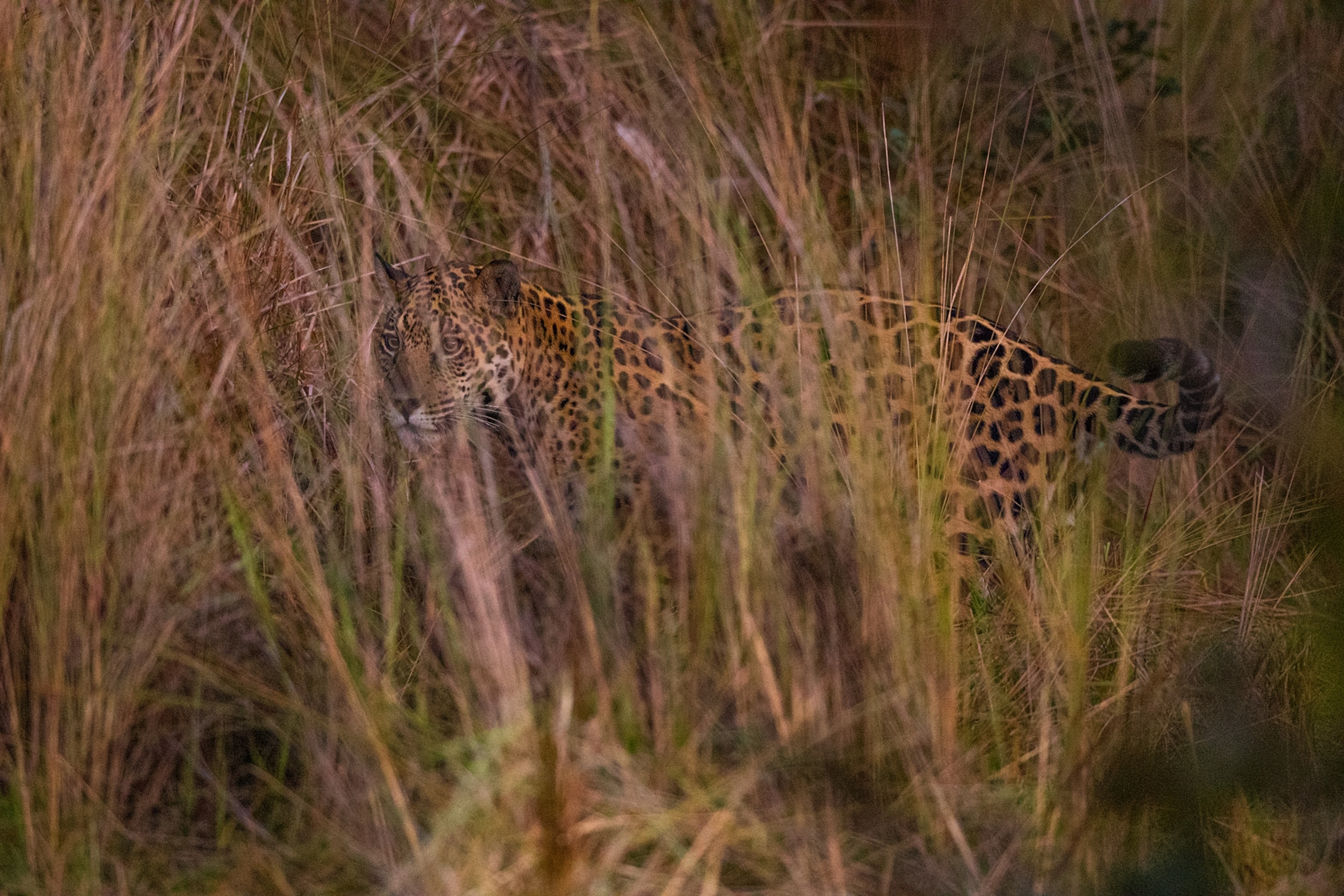 a jaguar scanning for prey through the tall grass