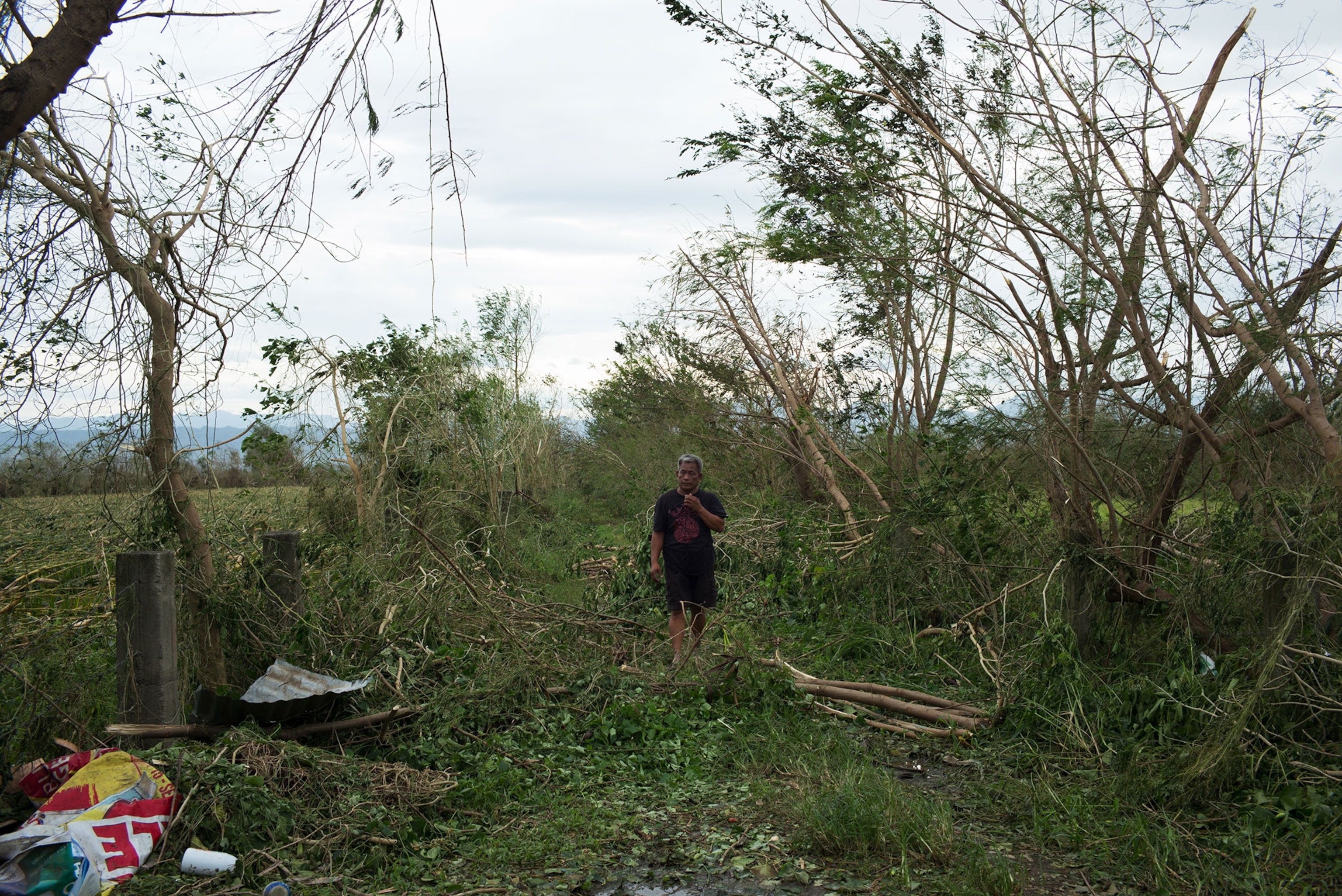a man walking through a damaged corn field in Tuguegarao, Cagayan.