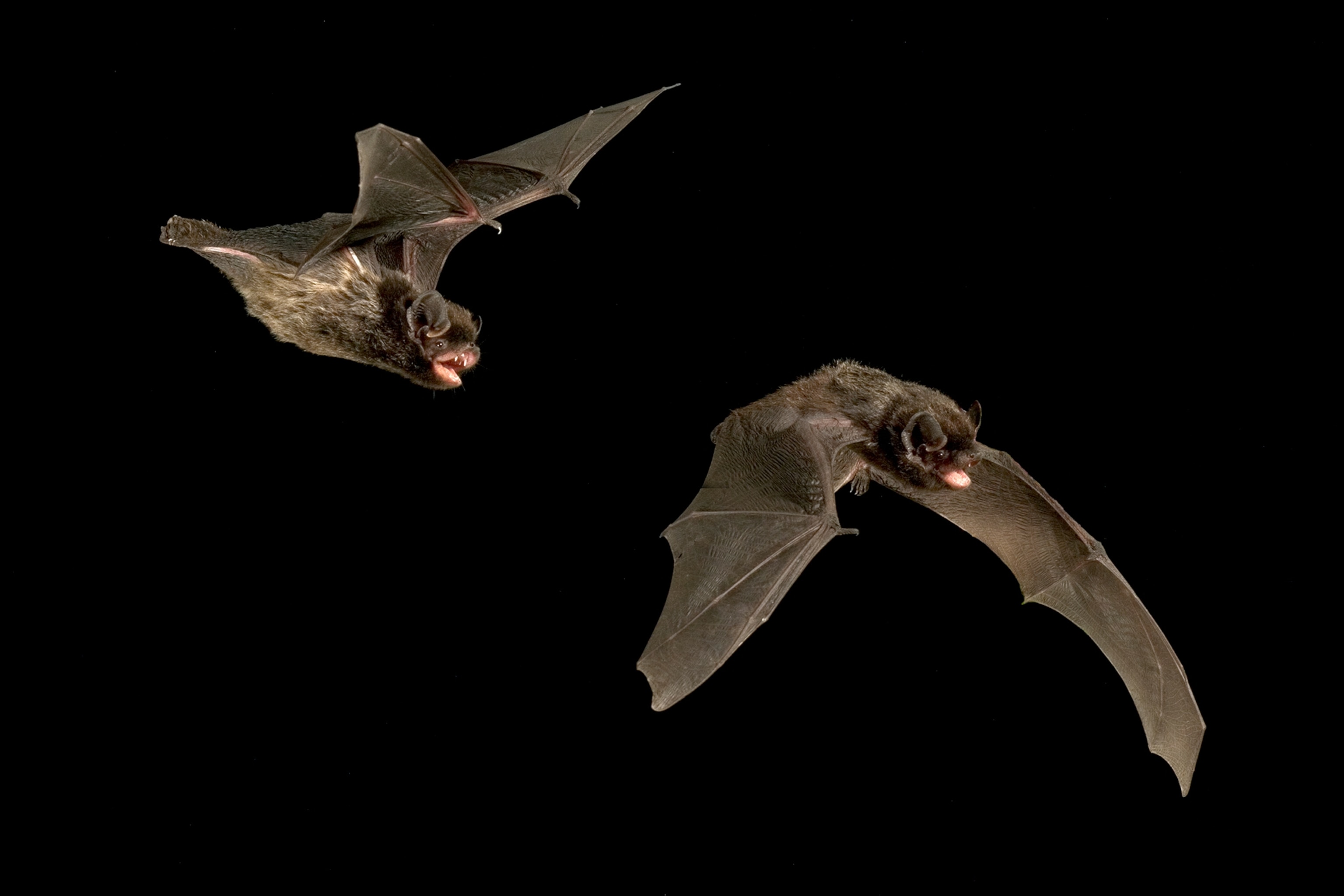 Two bats on a black background flying.