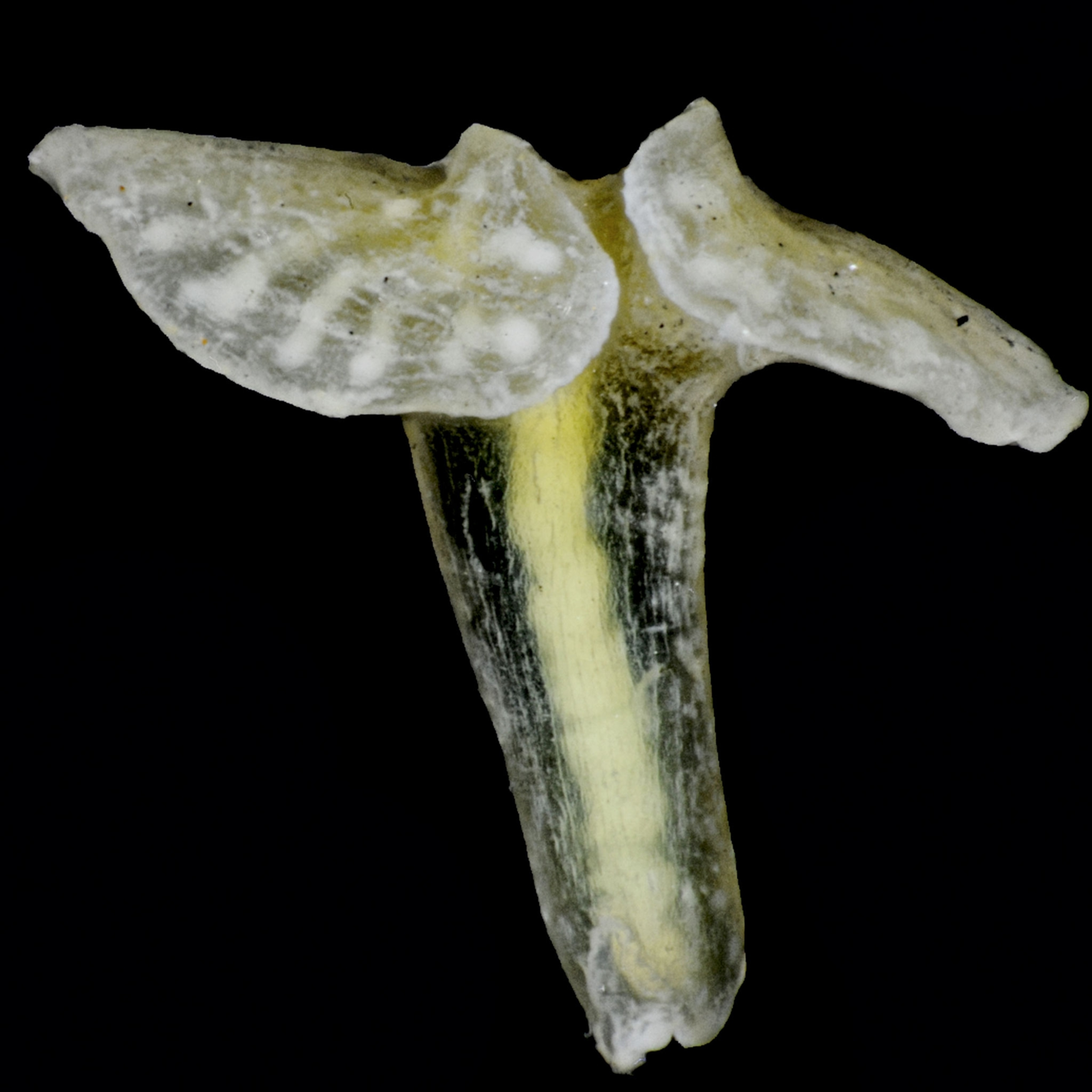 a jellyfish-like animal