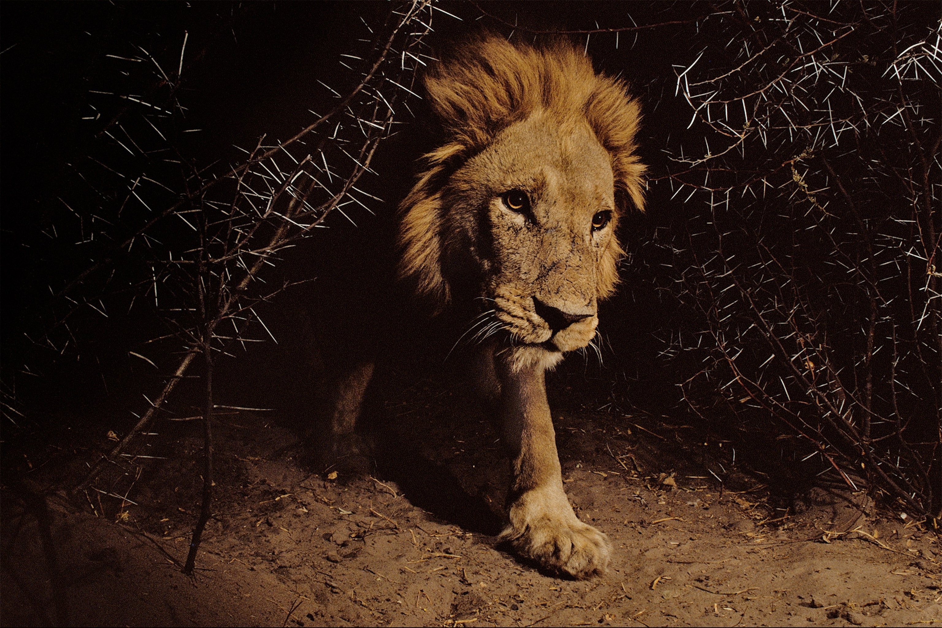 a lion at night in Botswana
