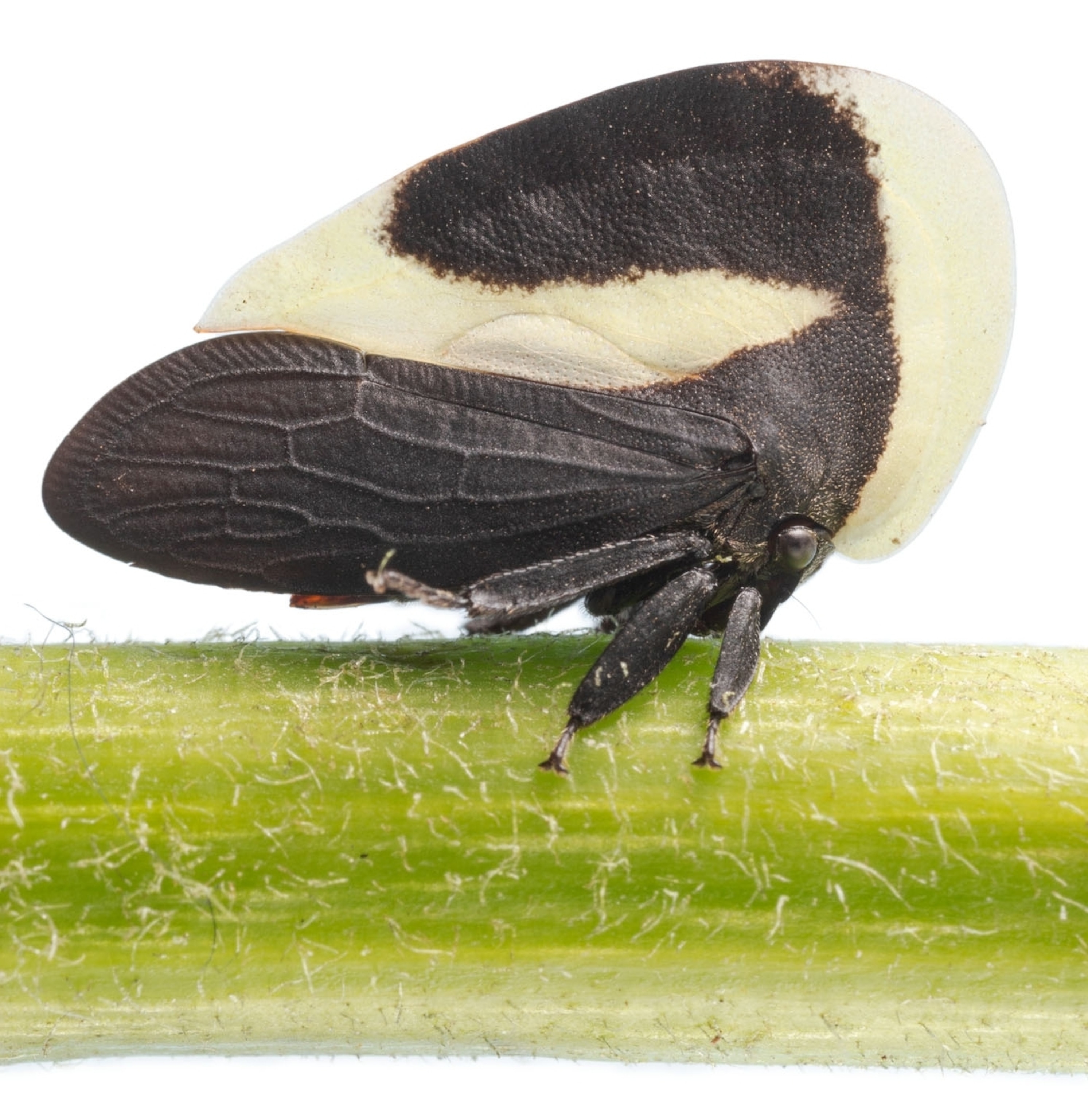 a treehopper on a white background