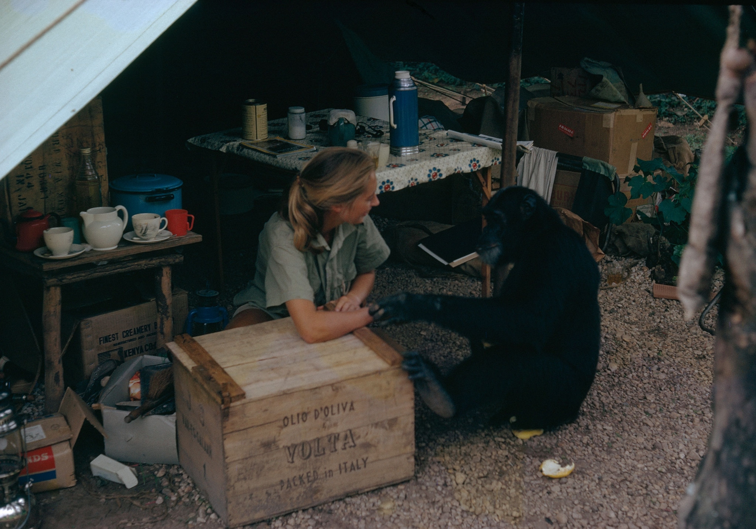 Jane Goodall and a chimpanzee in camp
