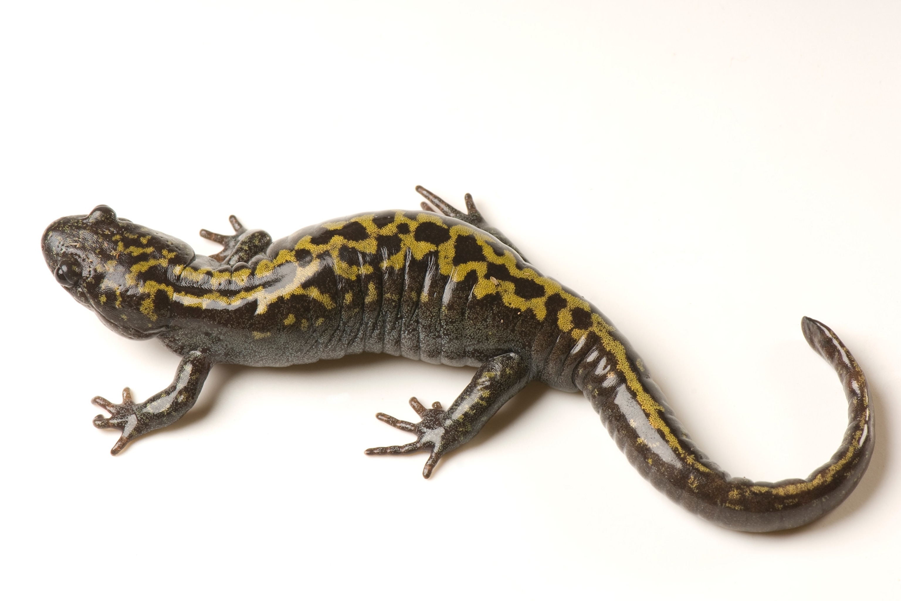 a long-toed salamander