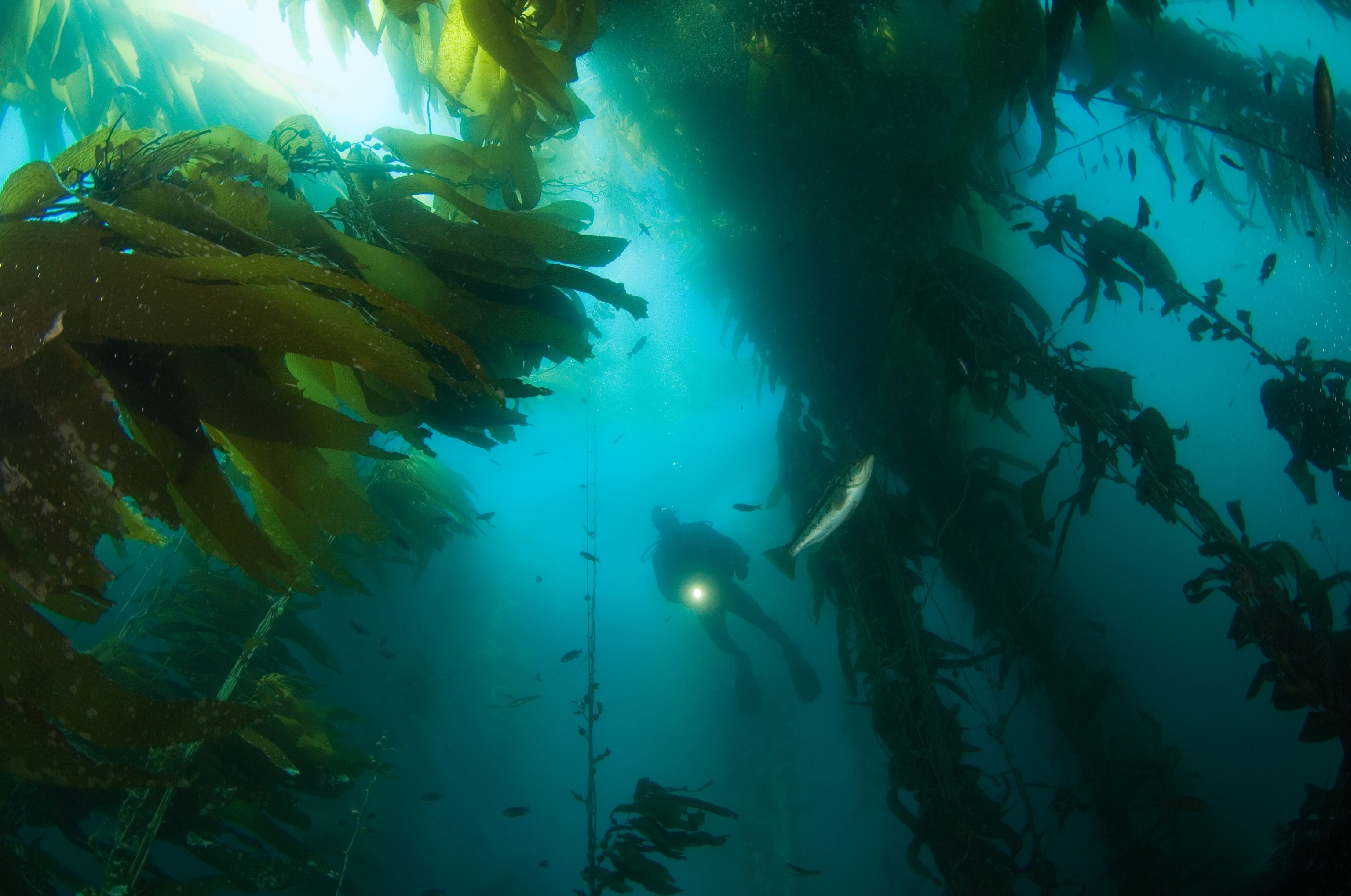 A diver explores a giant kelp forest off Anacapa Island