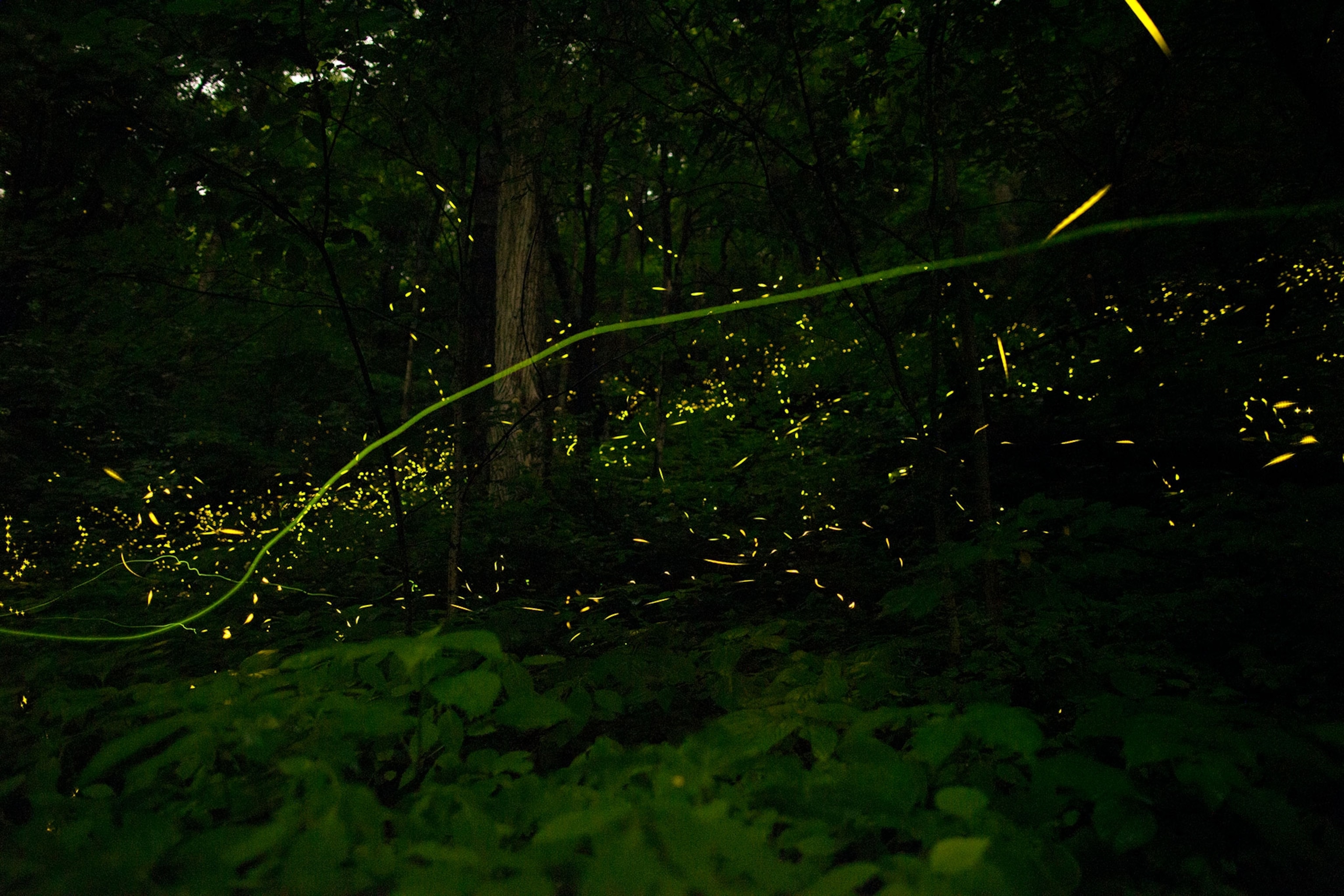 fireflies streaking through the tennessee great smokey mountains