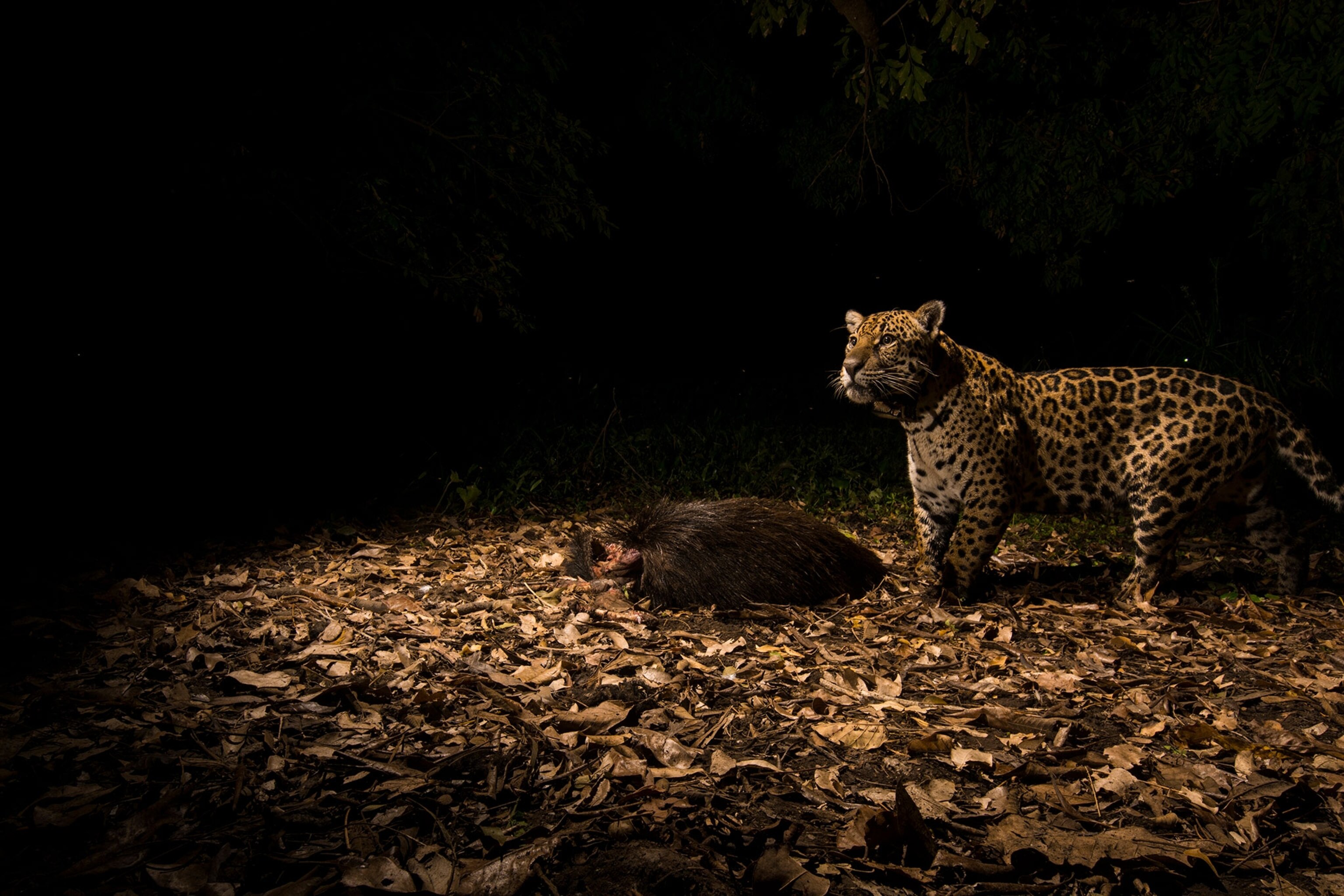 a jaguar