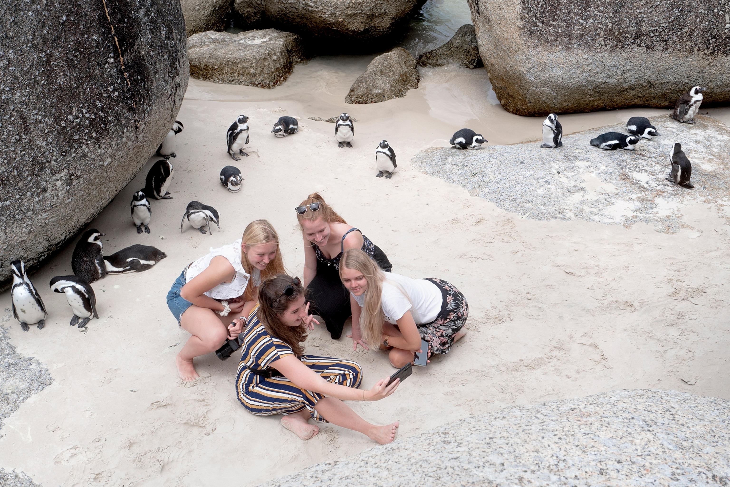 Picture of tourists taking selfies with African penguins on Foxy Beach in the restricted area of the Boulders colony in Simon's Town