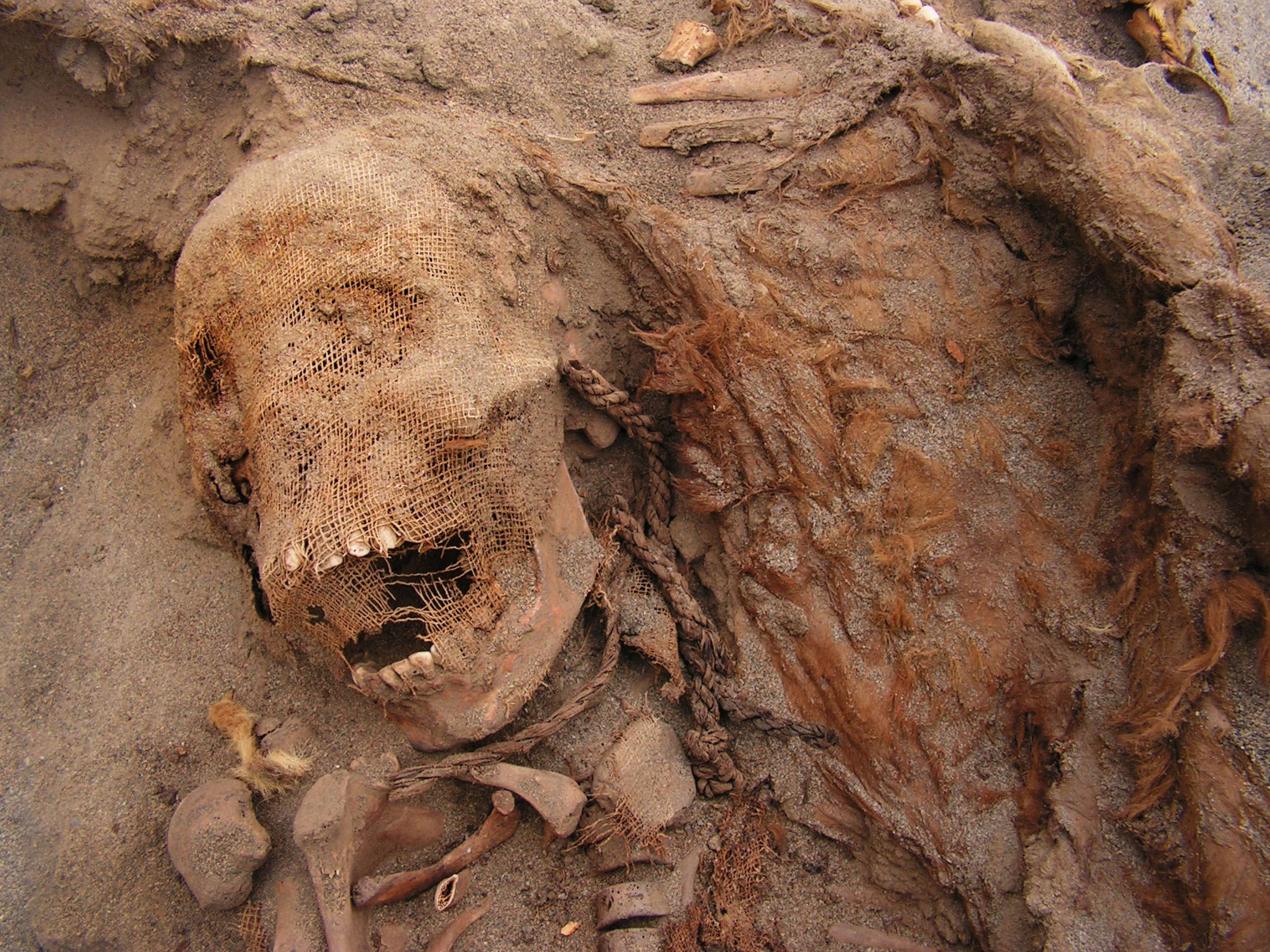 child skull with rope and llama skeleton.