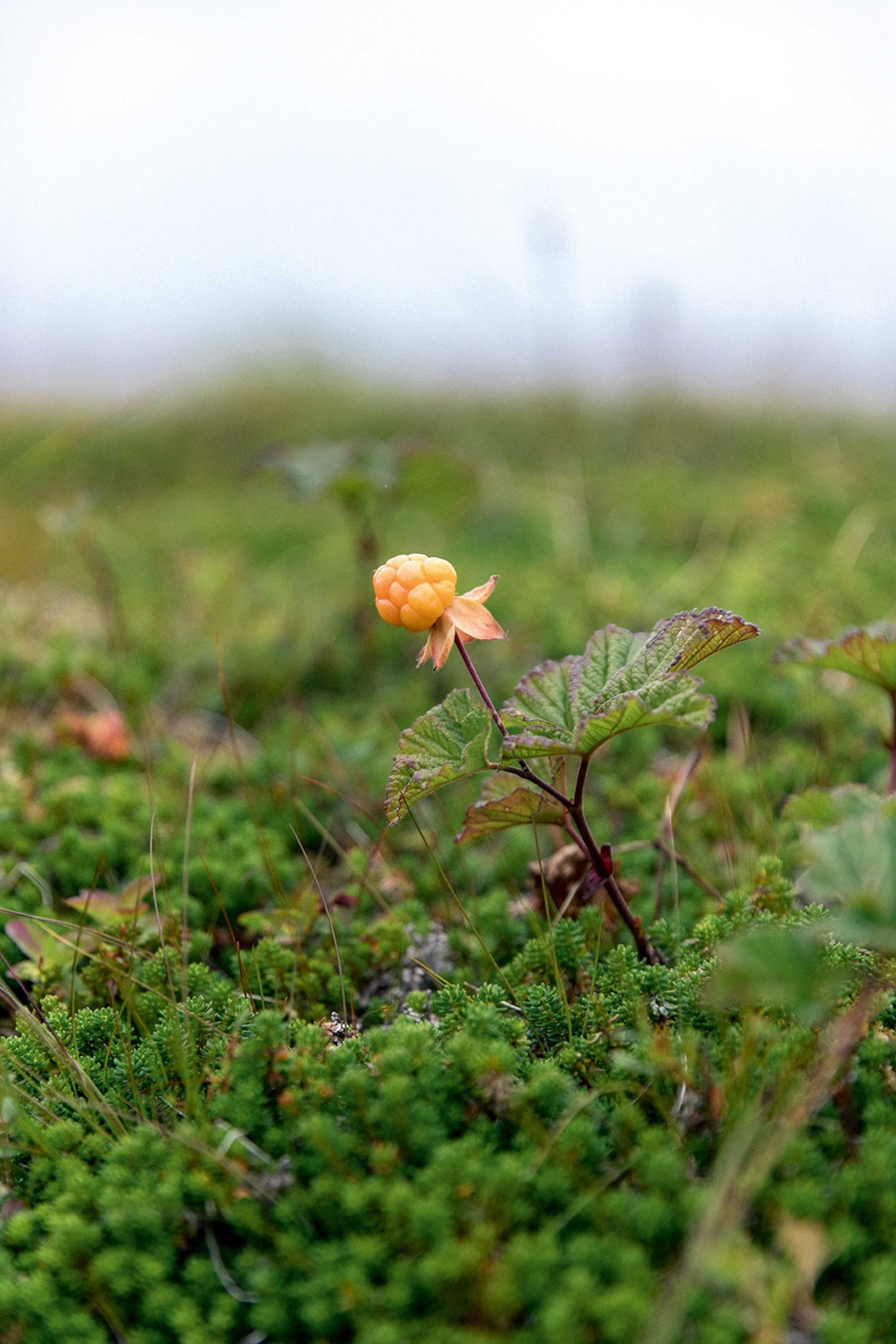 a single berry growing from a stalk