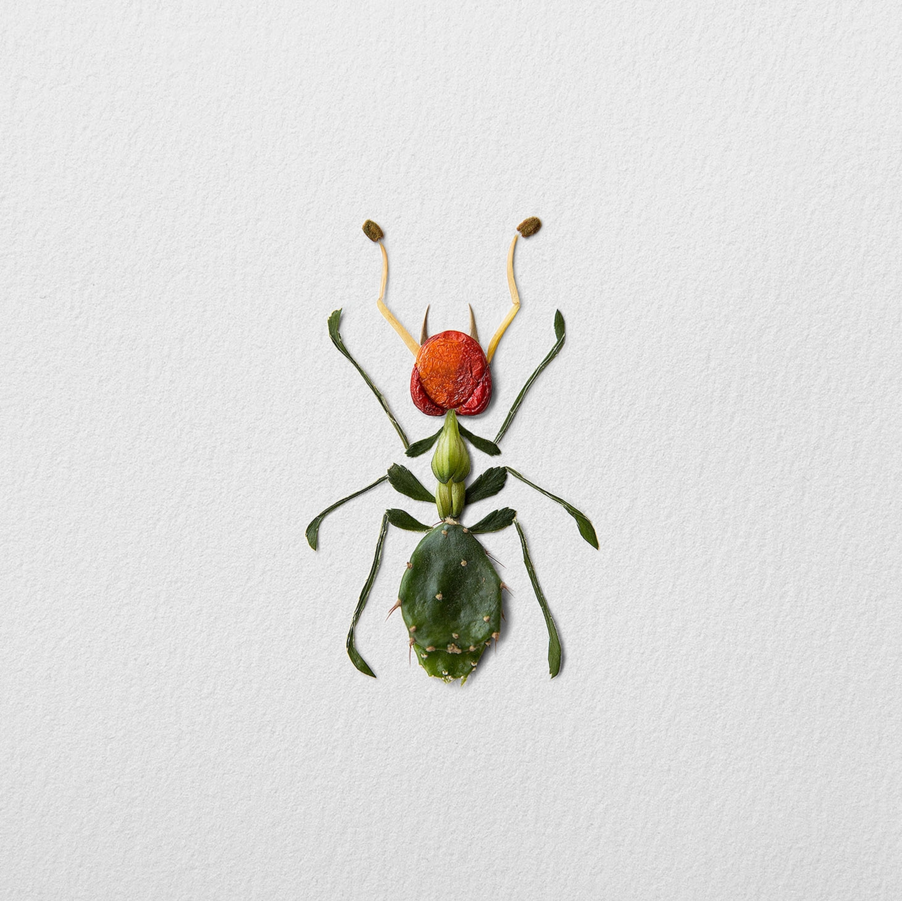 flower bugs