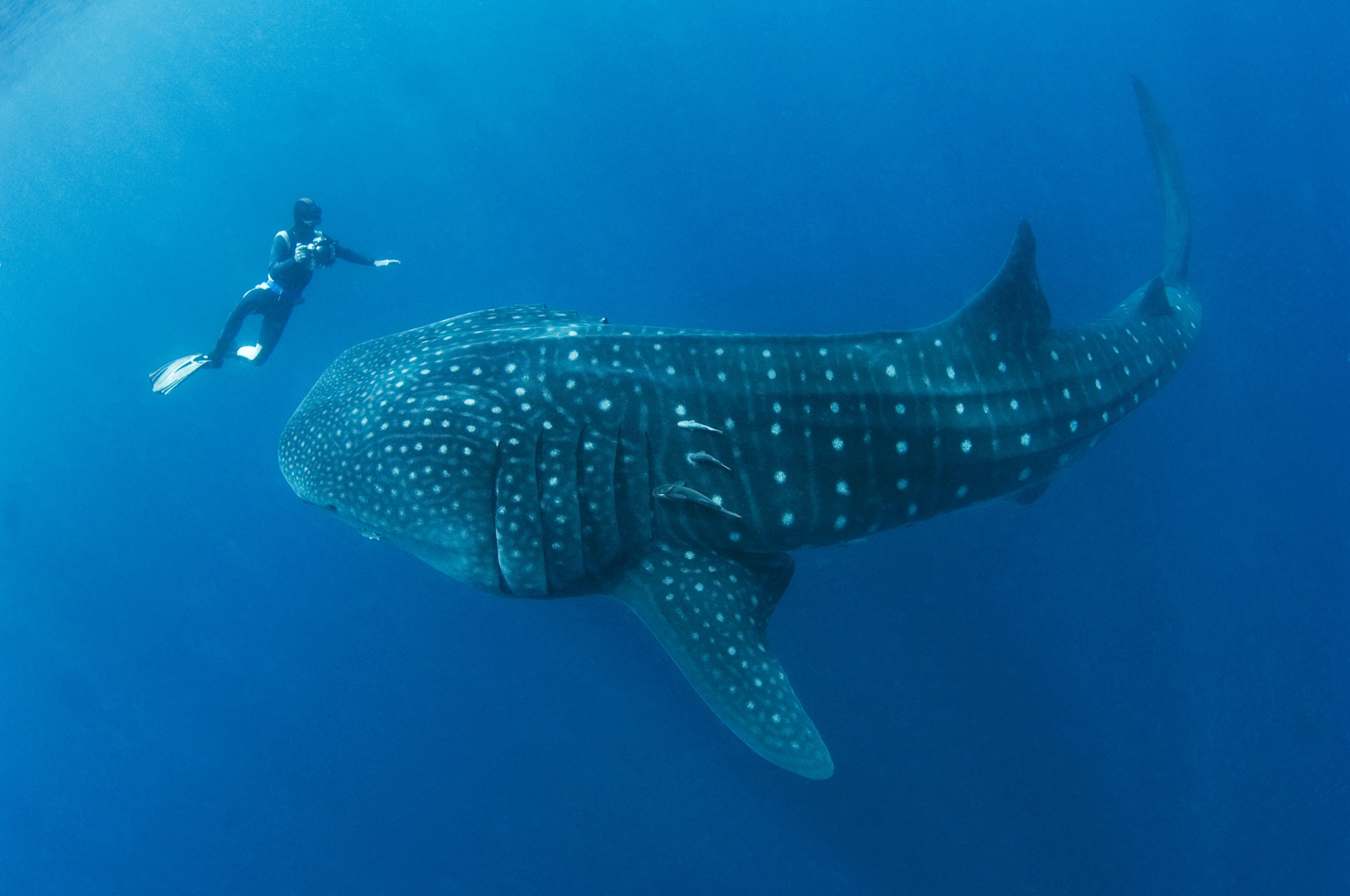 A free diving photographer encounters a giant whale shark.