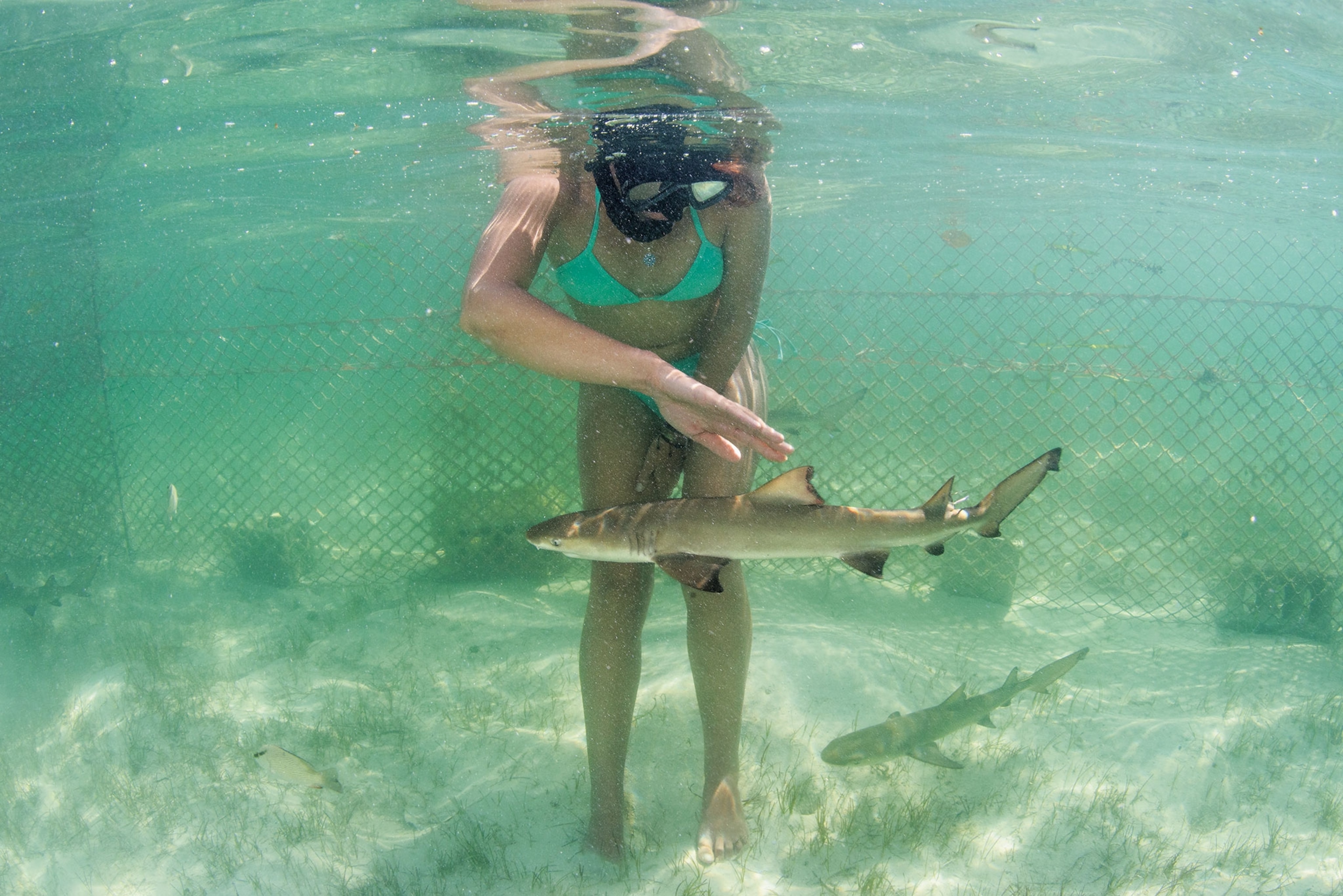 A woman in a swimsuit, with snorkle and mask, stands in water looking down into the water and pets a baby shark.